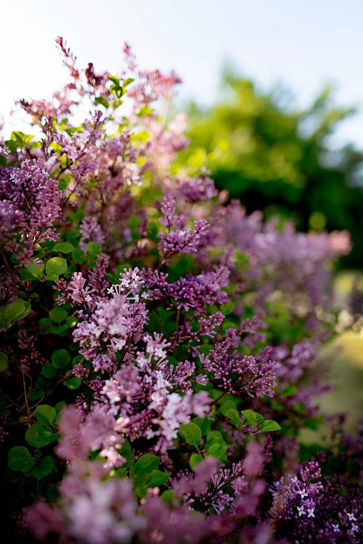 blogg-260602-tradgarden-vattning-2.jpg