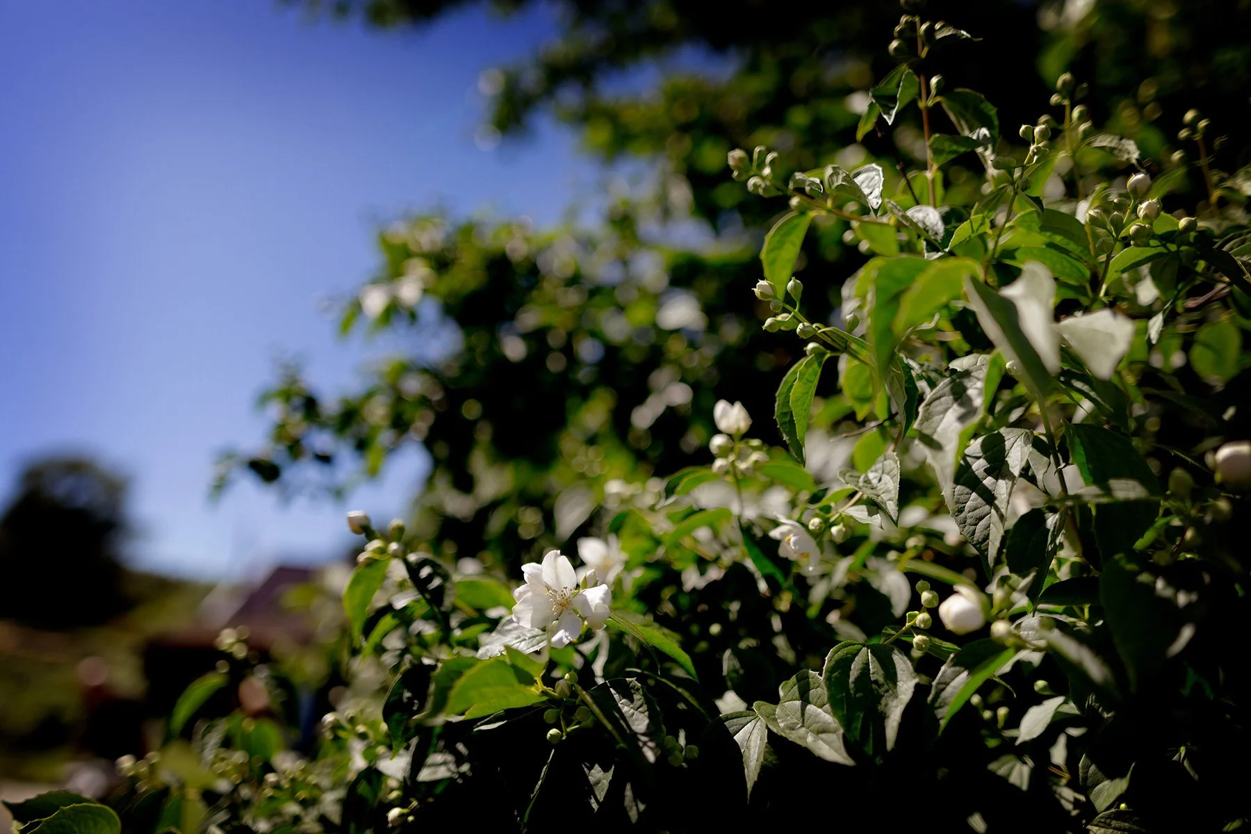 blogg-260621-tradgarden-1.jpg