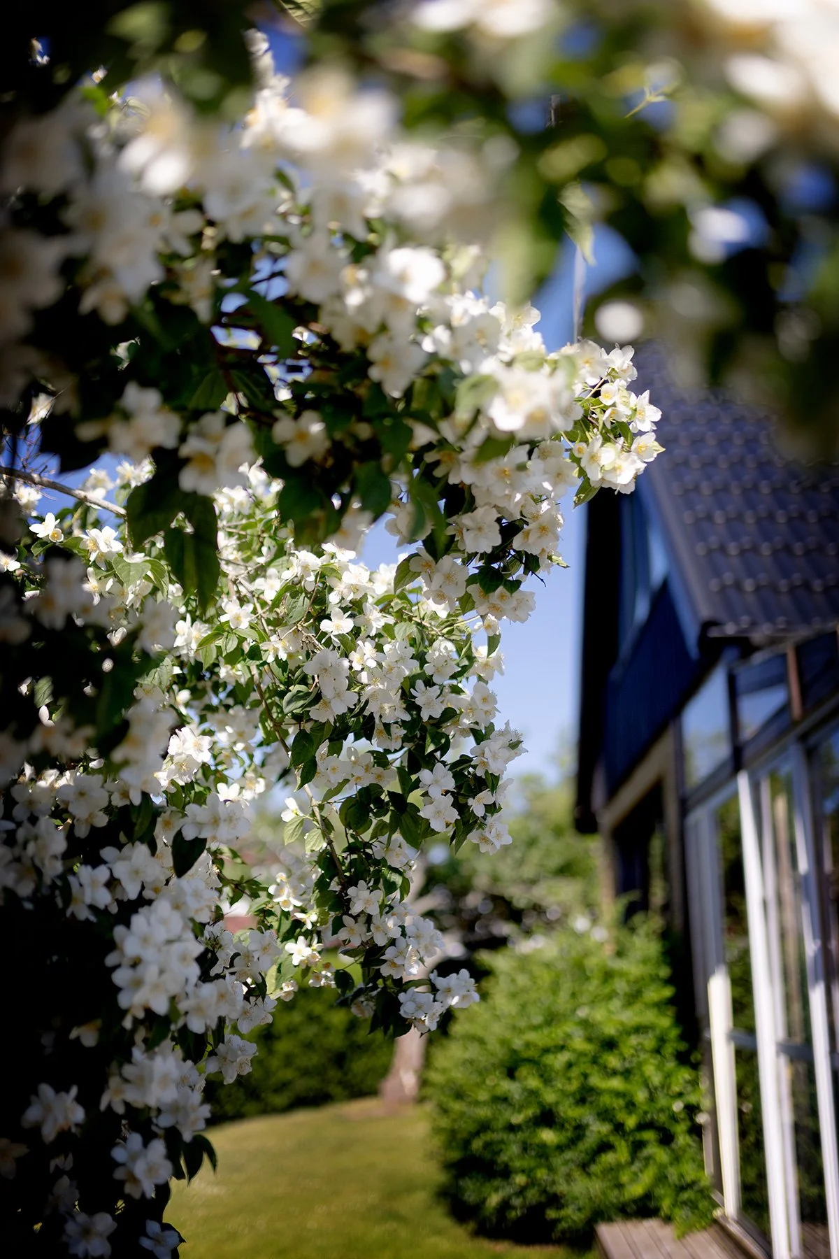 blogg-260701-tradgarden-1.jpg