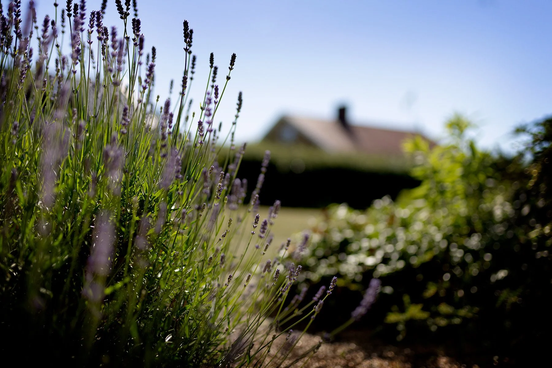 blogg-260701-tradgarden-2.jpg