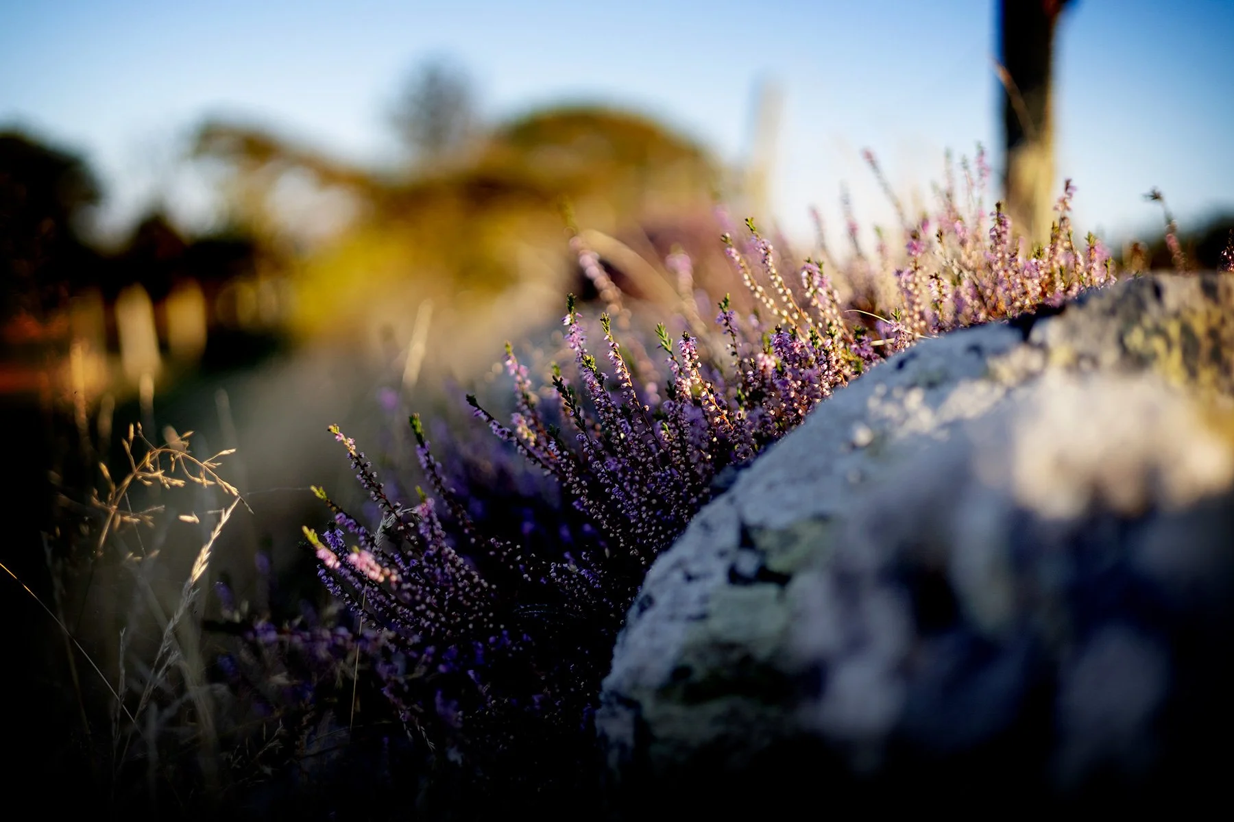 blogg-260825-vendelso-37.jpg