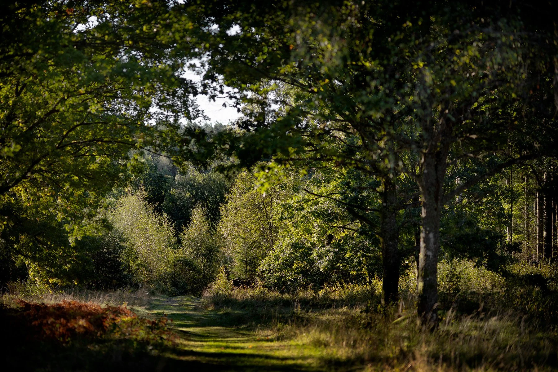 blogg-260910-derome-skog-morgon-1.jpg