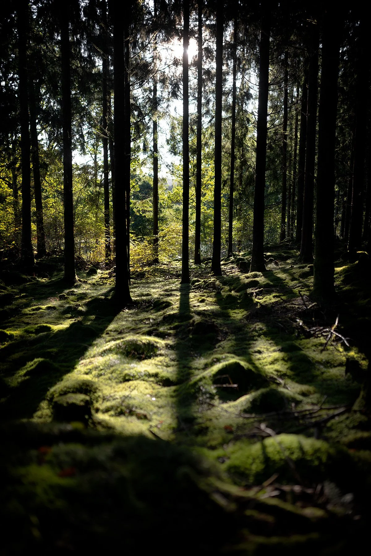 blogg-260910-derome-skog-morgon-4.jpg