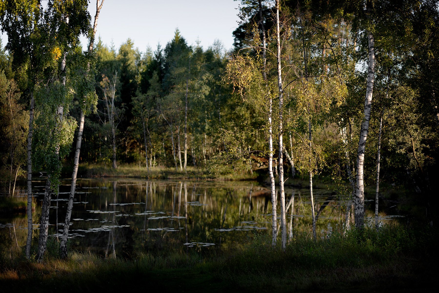blogg-260910-derome-skog-morgon-3.jpg