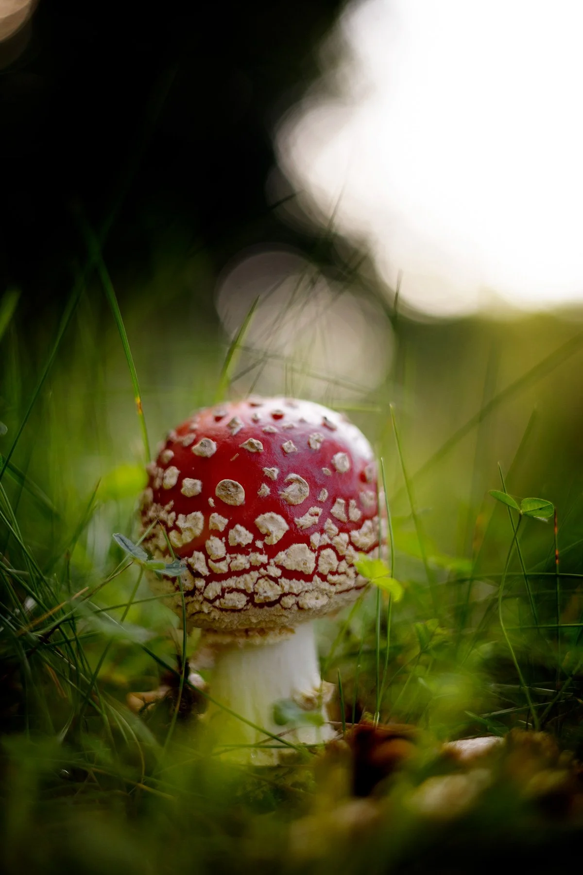 blogg-260913-svampskog-2.jpg