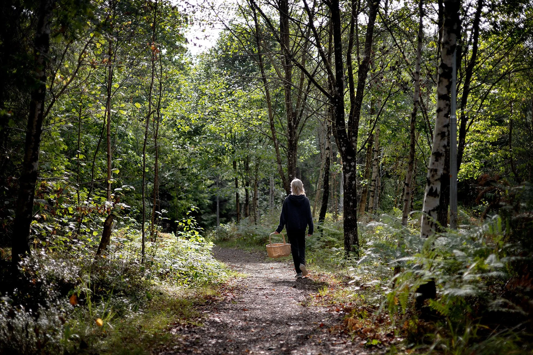 blogg-260913-svampskog-1.jpg