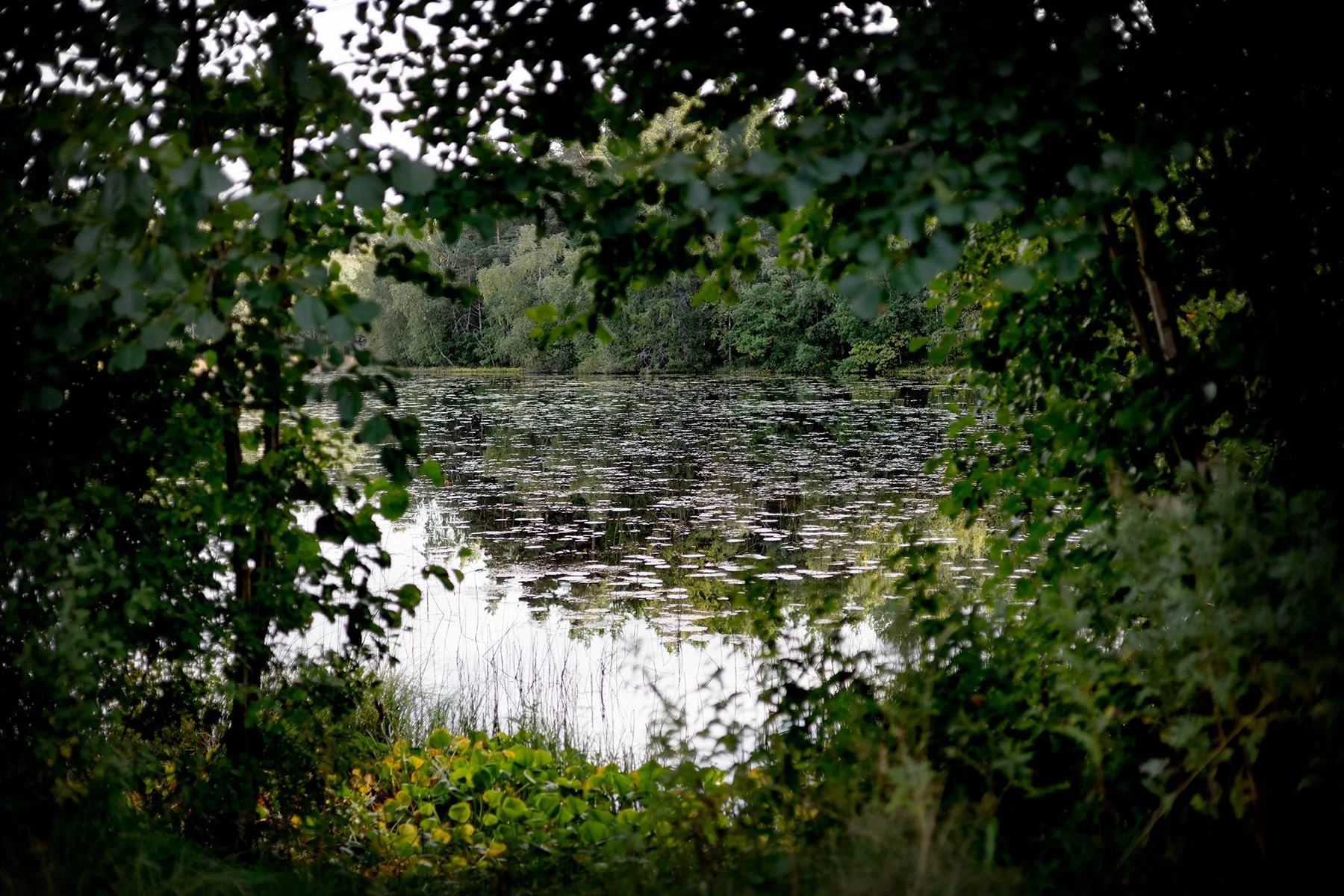 blogg-260913-svampskog-3.jpg