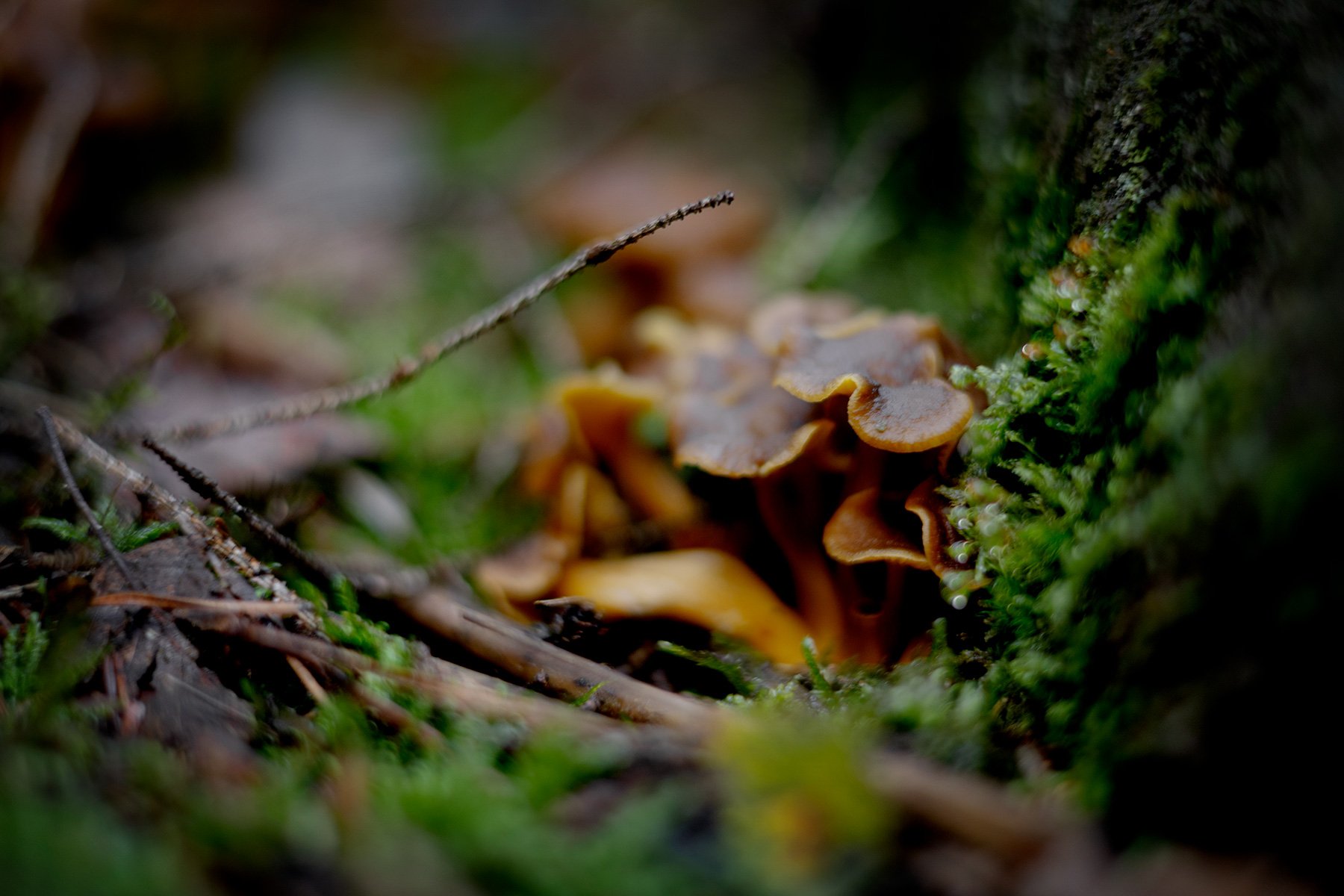 blogg-260913-svampskog-5.jpg
