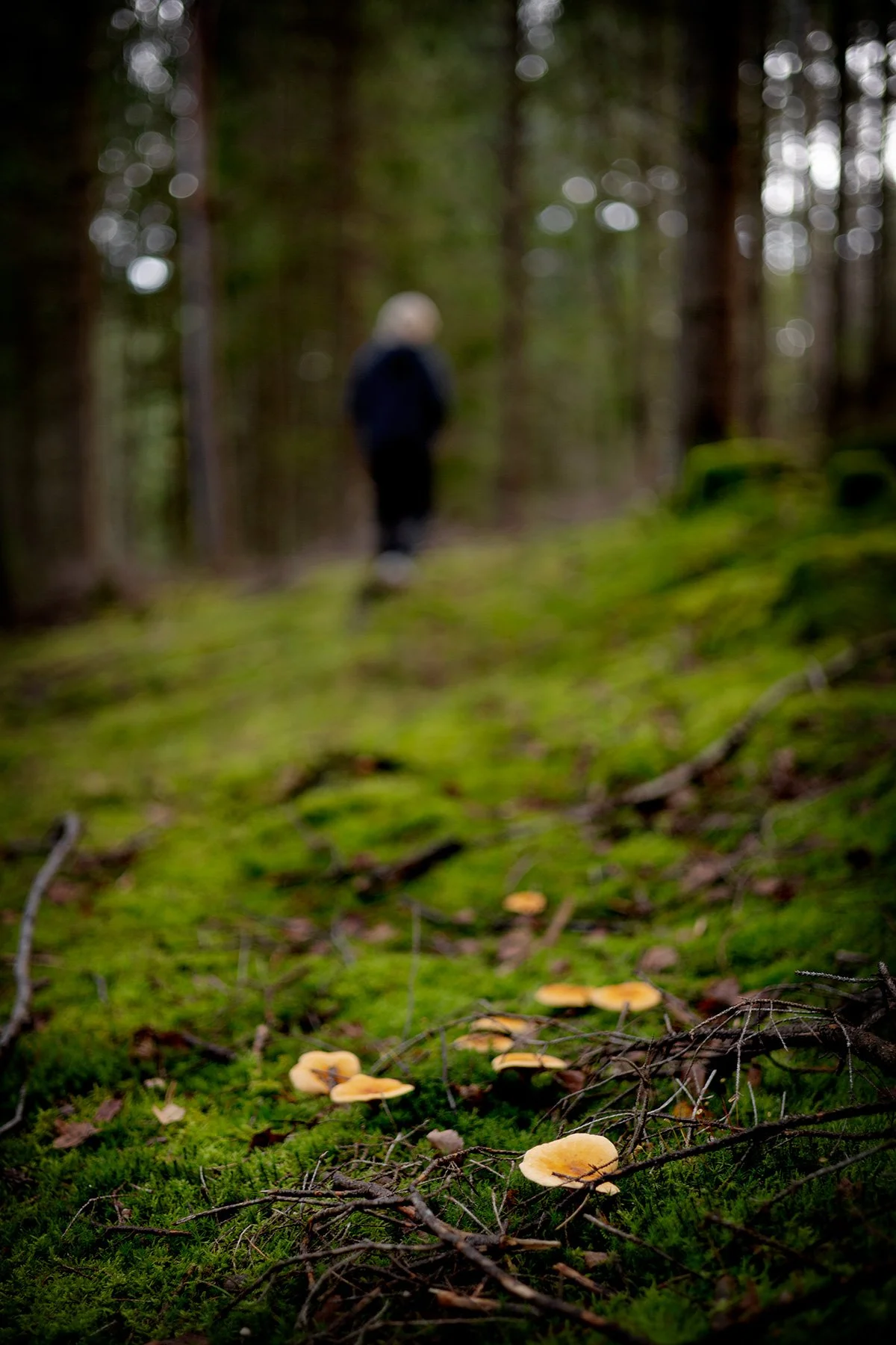 blogg-260913-svampskog-6.jpg