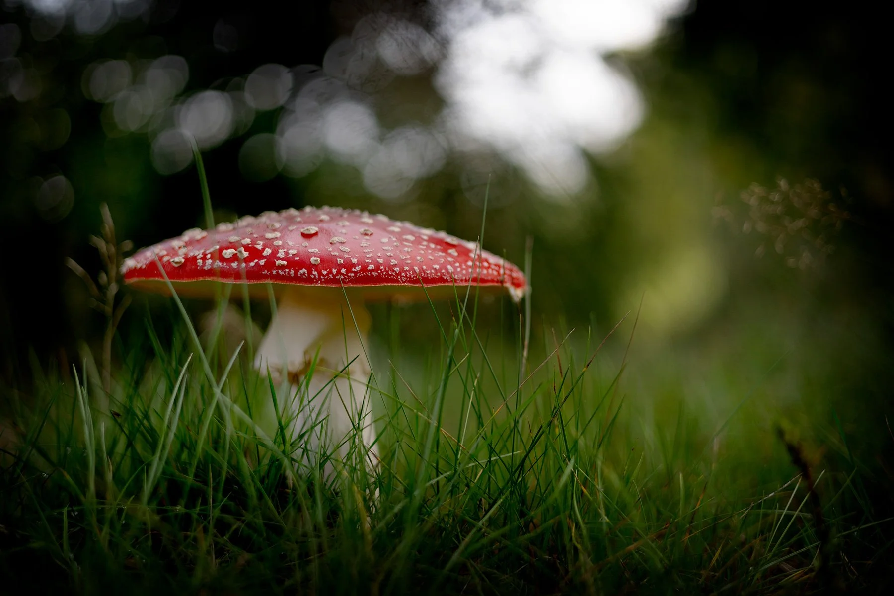 blogg-260913-svampskog-7.jpg