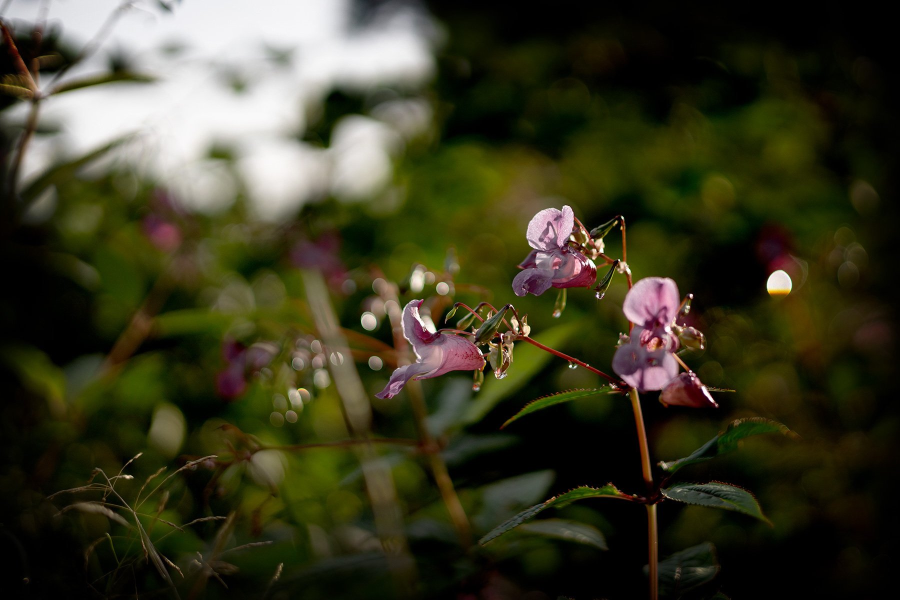 blogg-260913-svampskog-11.jpg