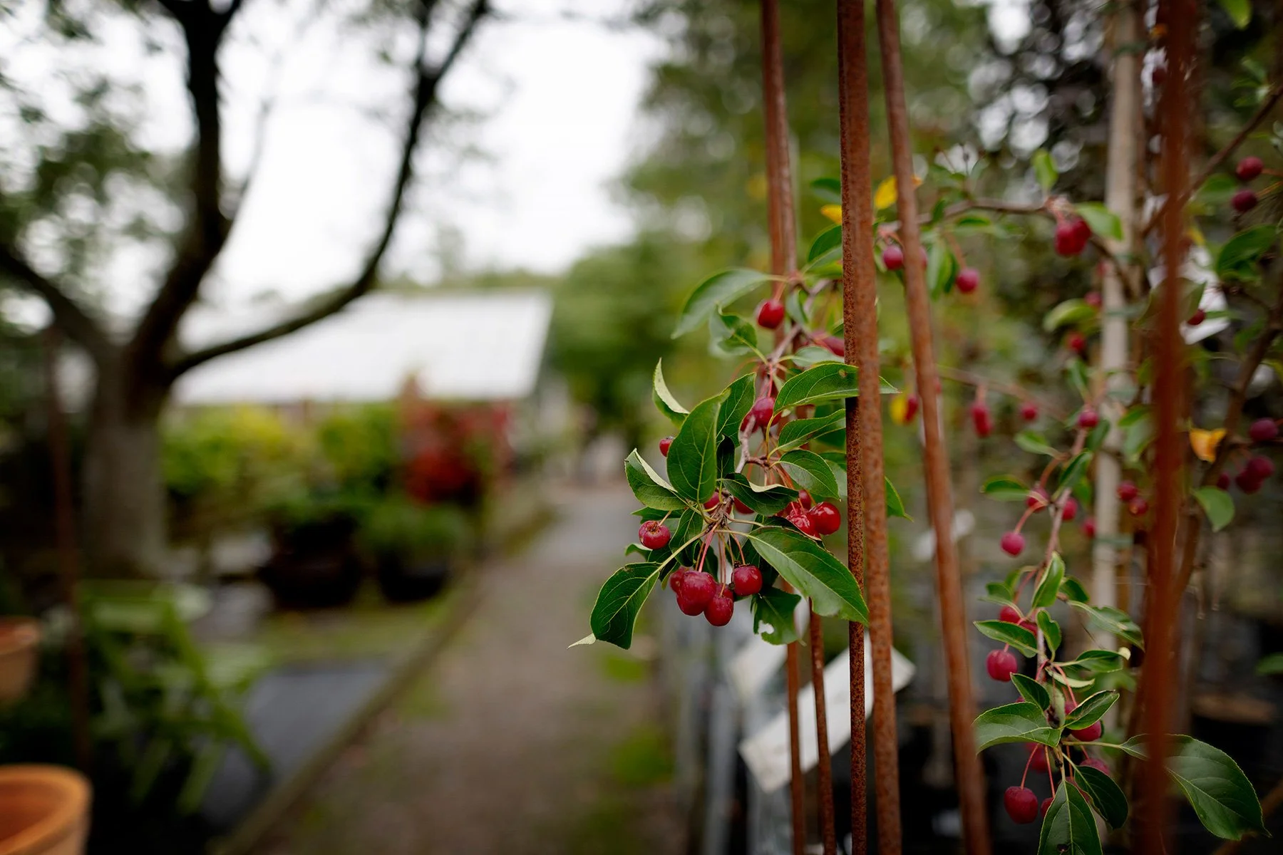 blogg-260919-horasens-plantskola-3.jpg