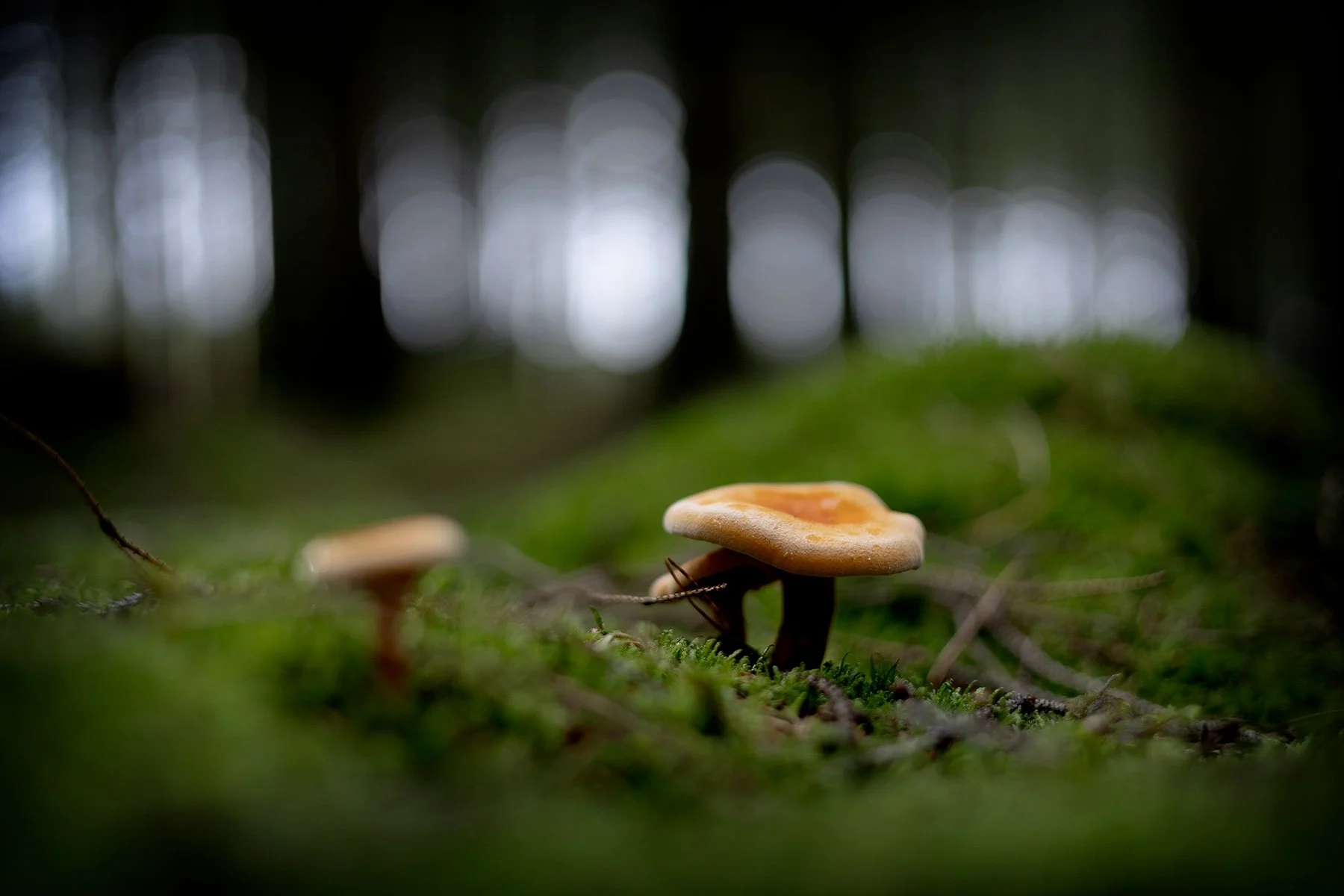 blogg-260920-svampskog-1.jpg