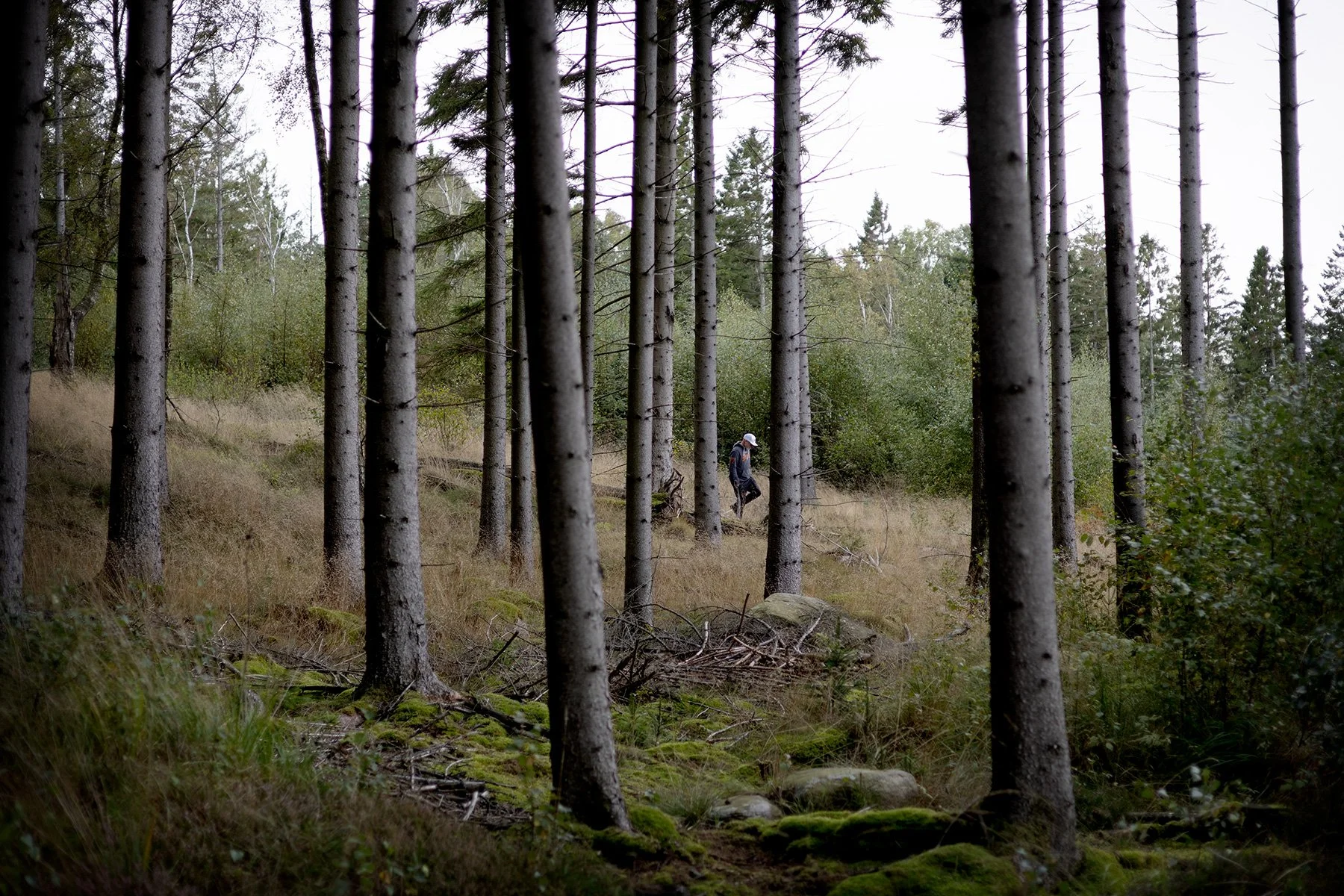 blogg-260920-svampskog-2.jpg