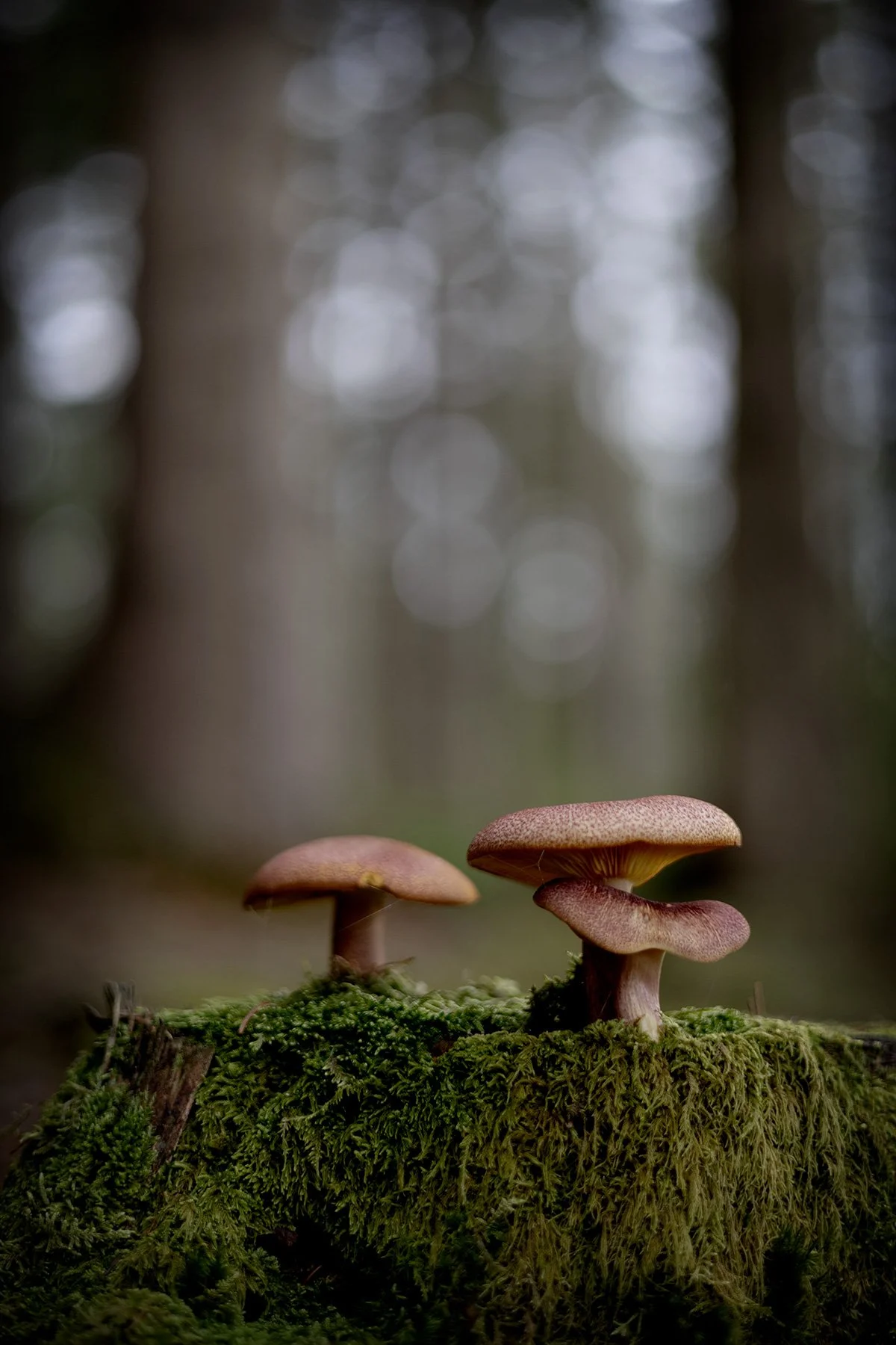 blogg-260920-svampskog-6.jpg