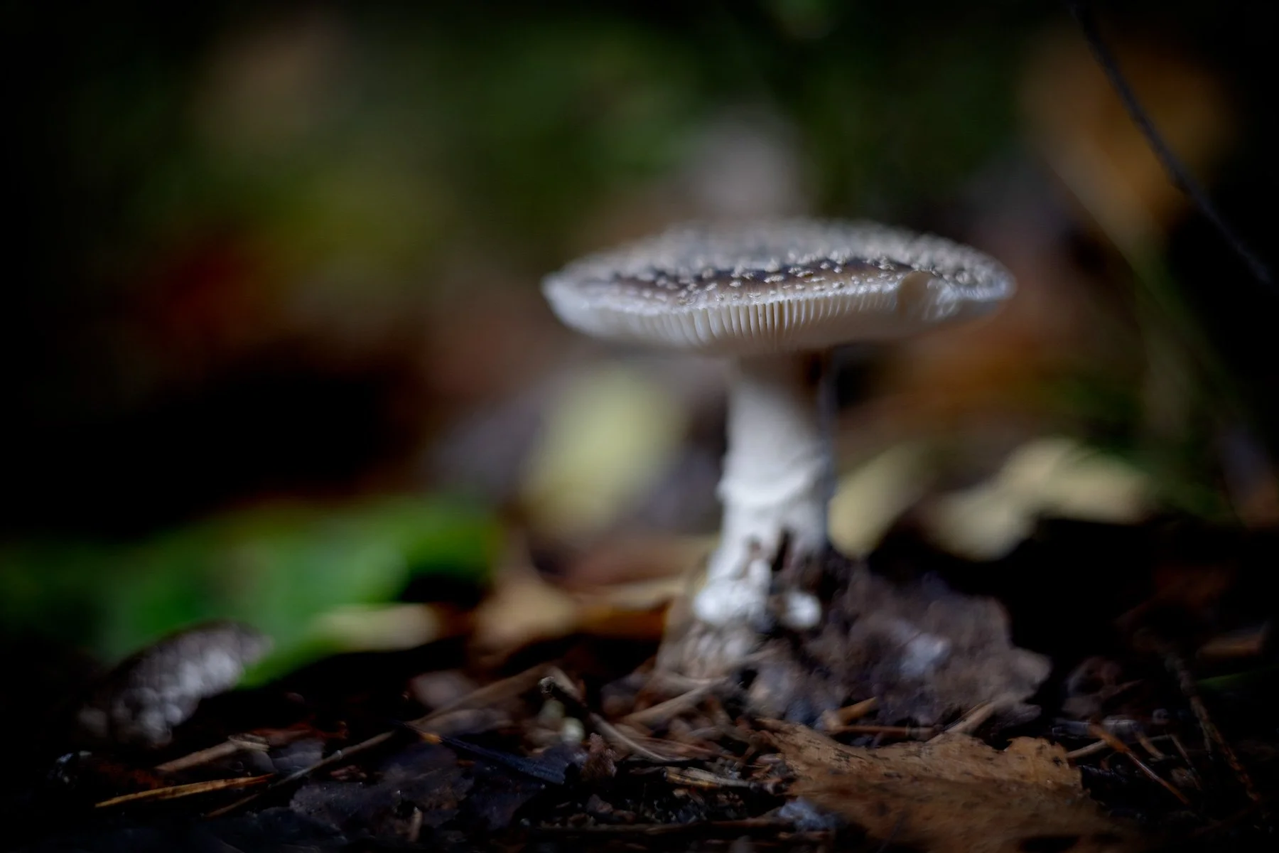 blogg-260920-svampskog-8.jpg