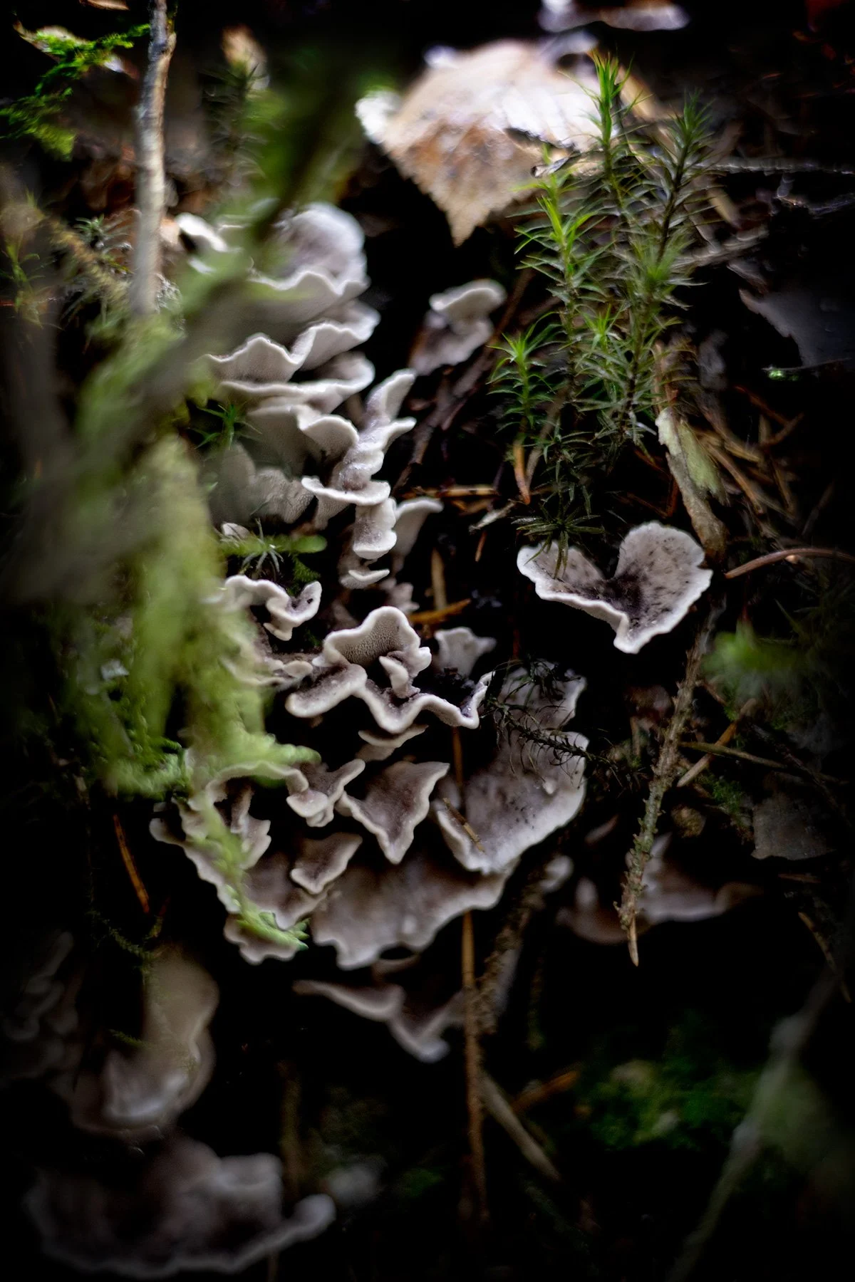 blogg-260920-svampskog-9.jpg