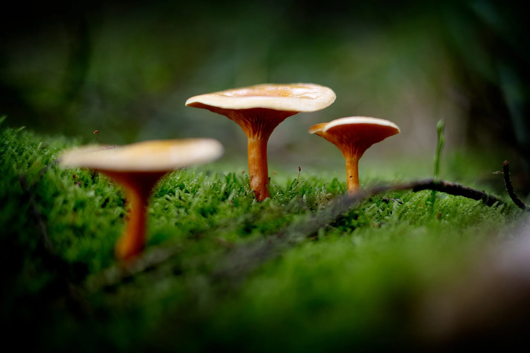 blogg-260920-svampskog-10.jpg