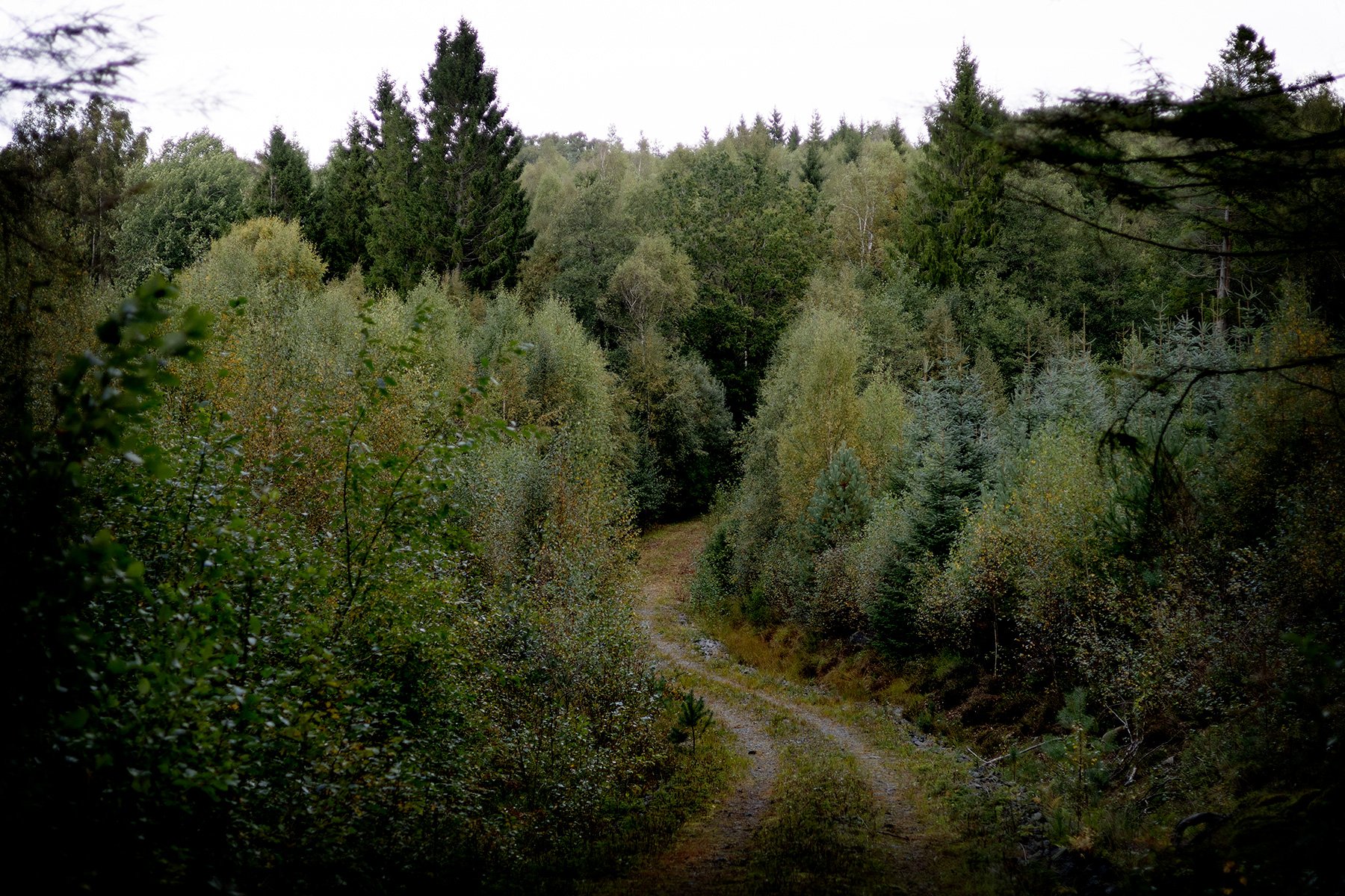 blogg-260920-svampskog-11.jpg