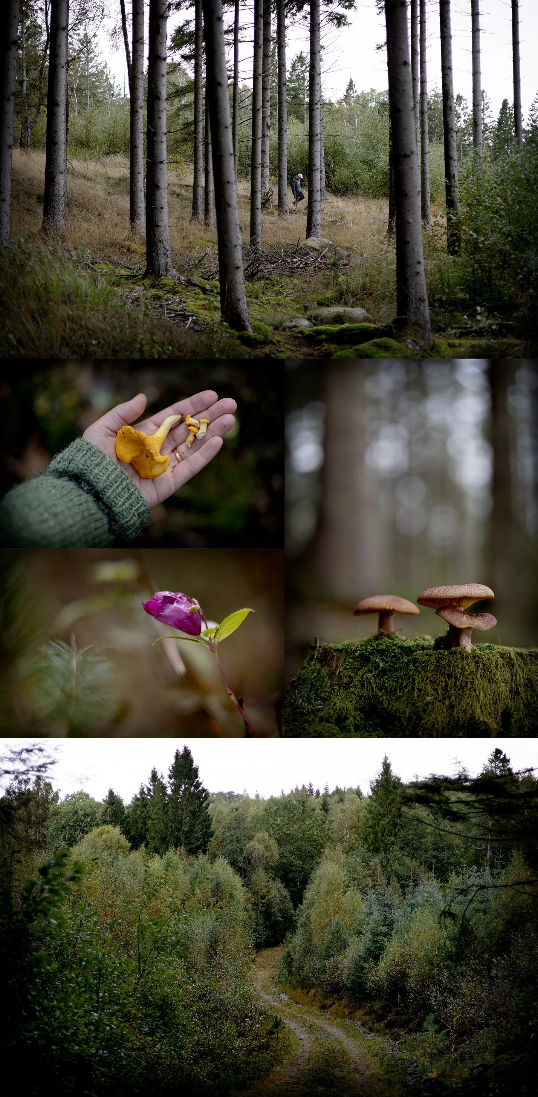 Gulfattig skog