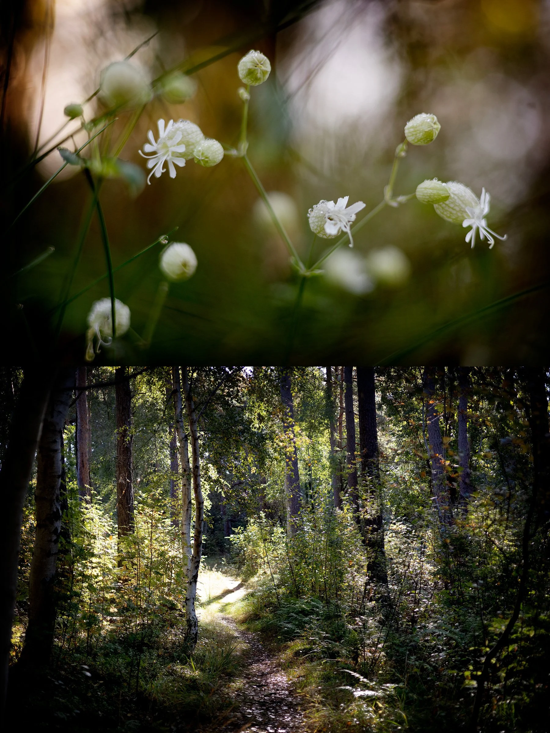 Skogen