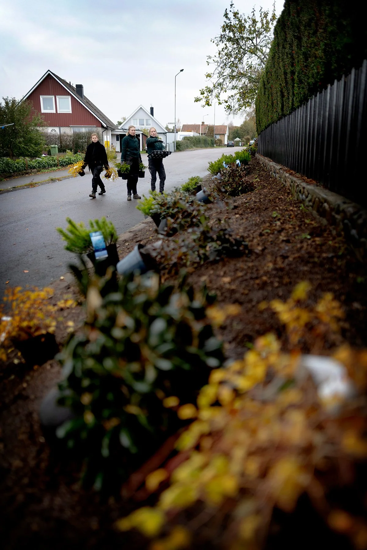 blogg-261021-horasen-plantering-4.jpg