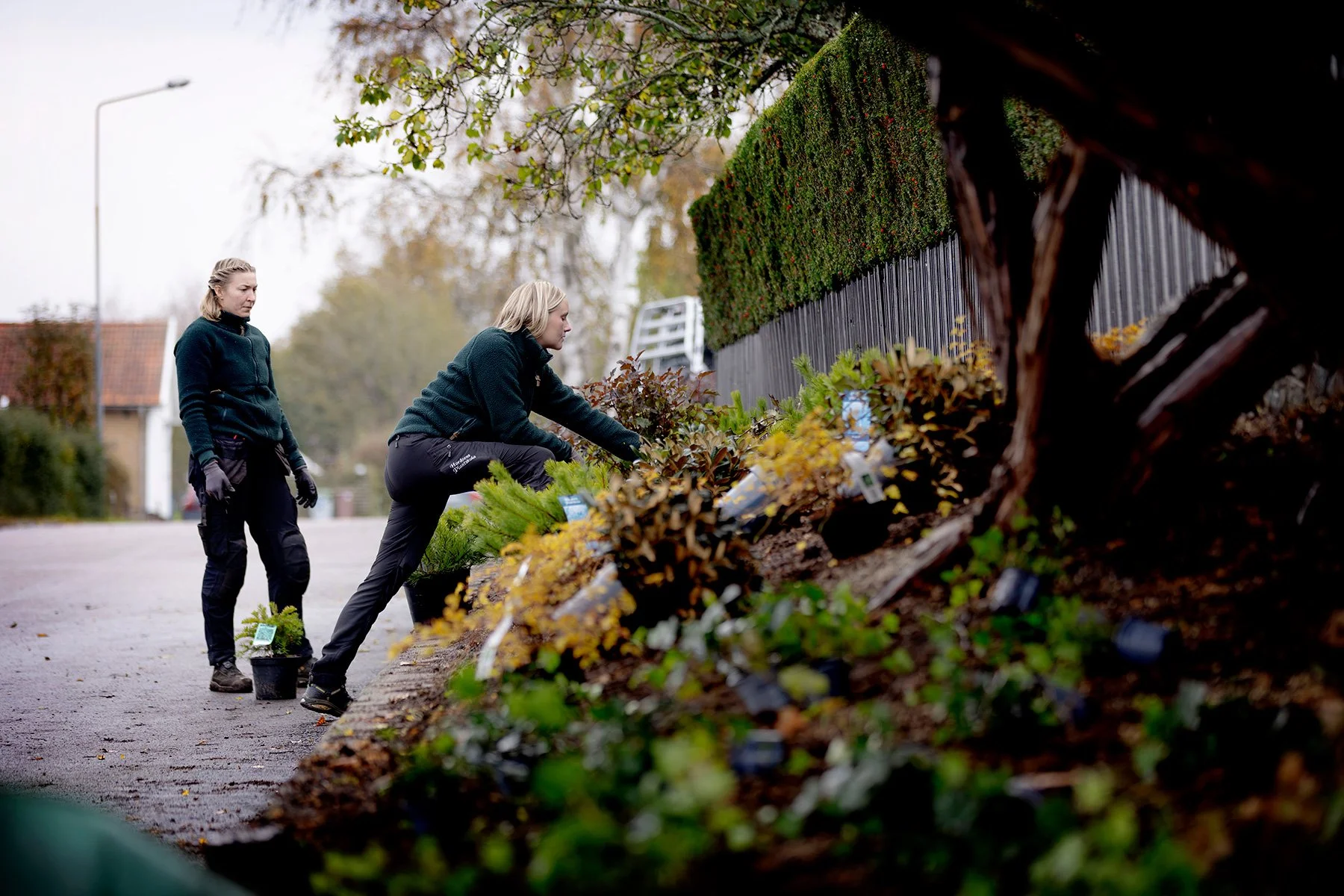 blogg-261021-horasen-plantering-7.jpg
