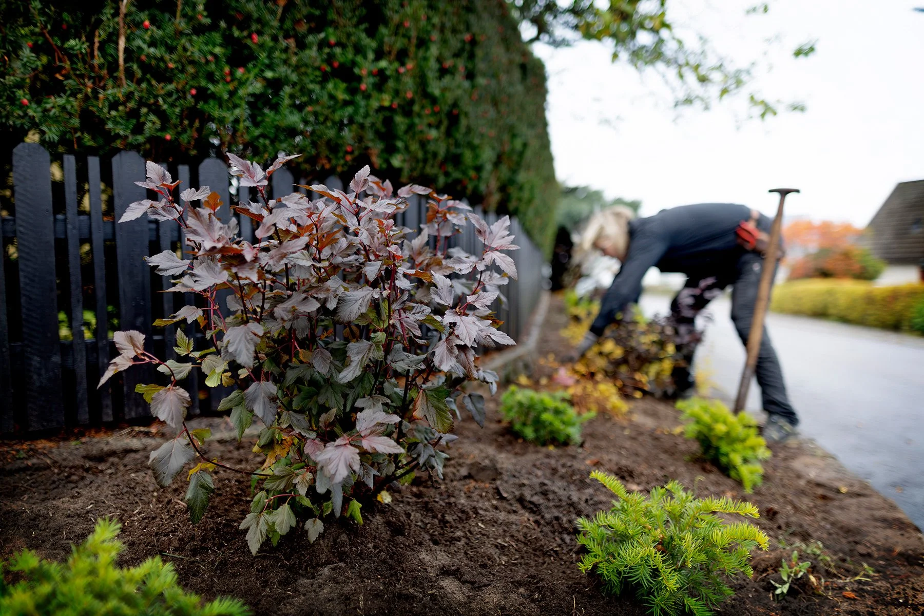 blogg-261021-horasen-plantering-13.jpg