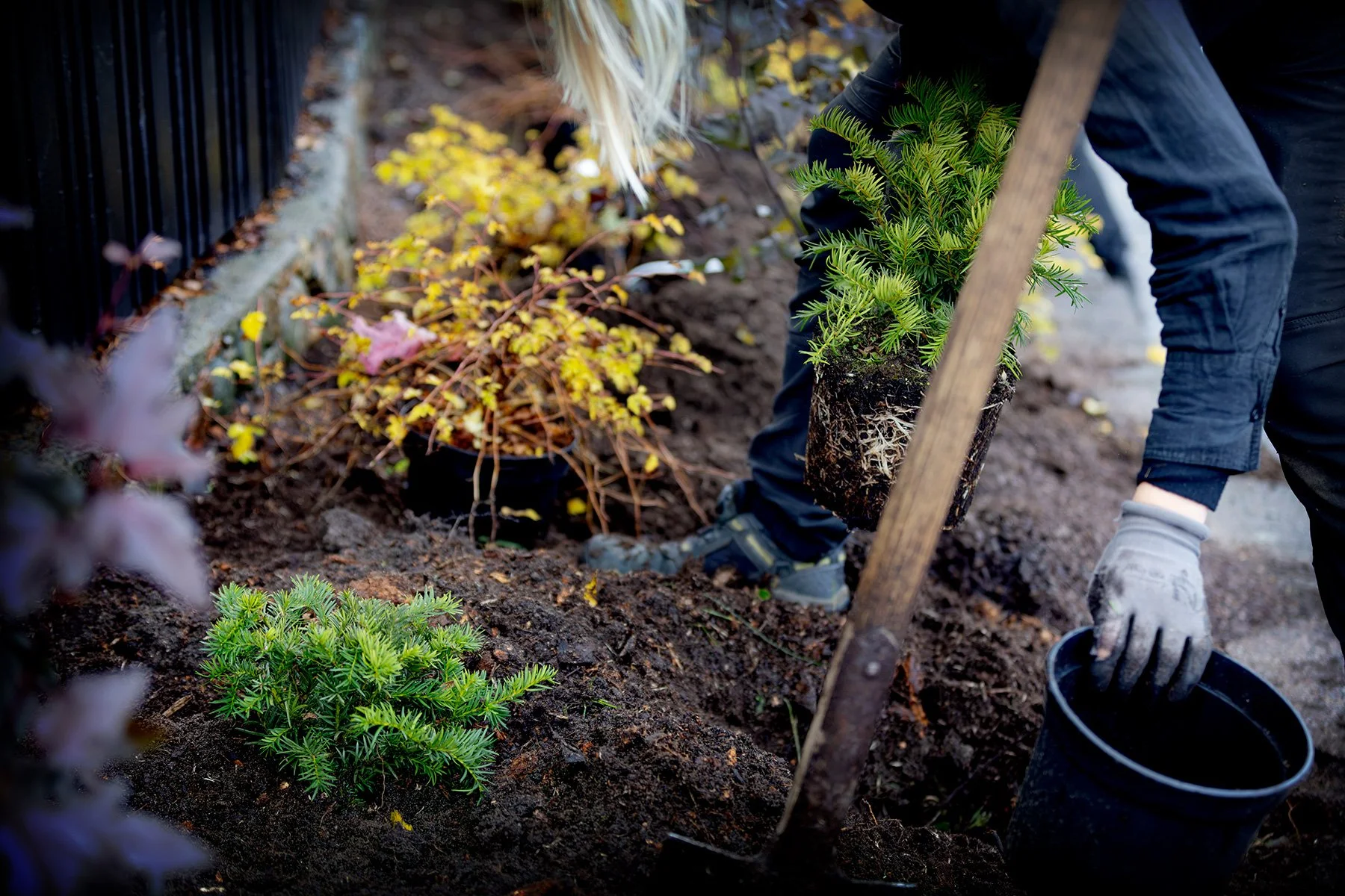 blogg-261021-horasen-plantering-15.jpg