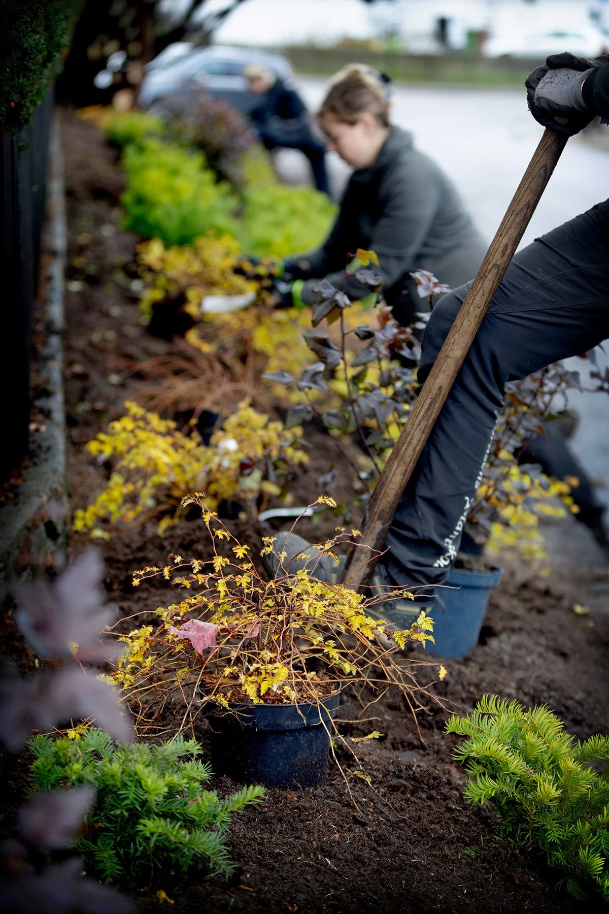 blogg-261021-horasen-plantering-17.jpg