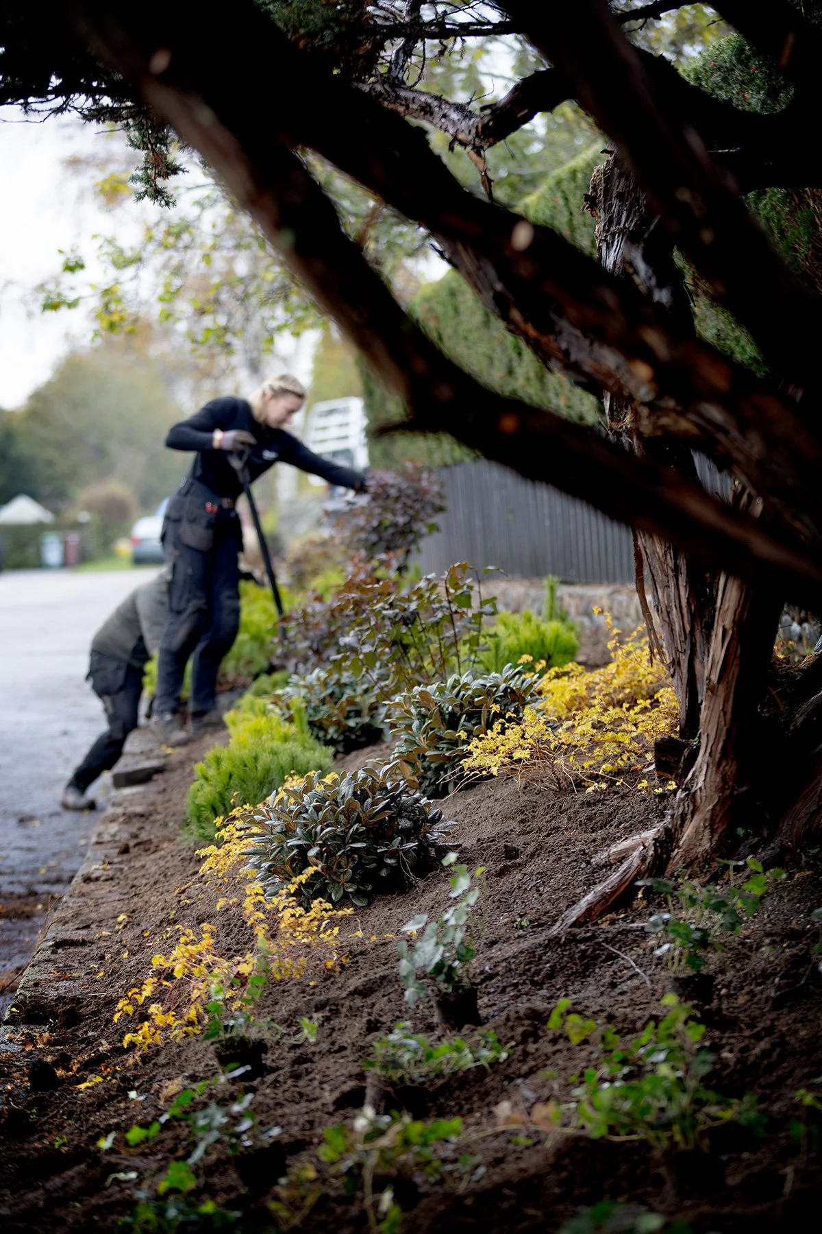 blogg-261021-horasen-plantering-21.jpg
