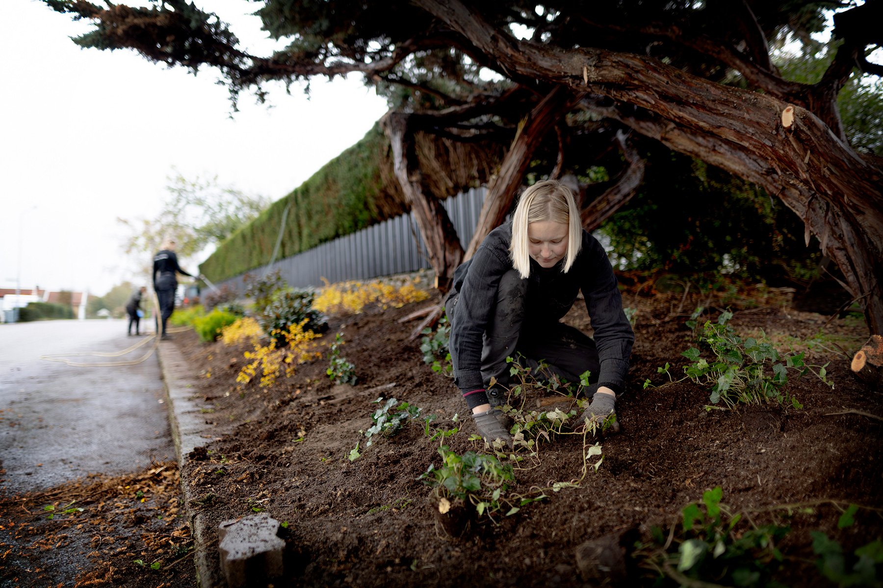 blogg-261021-horasen-plantering-22.jpg