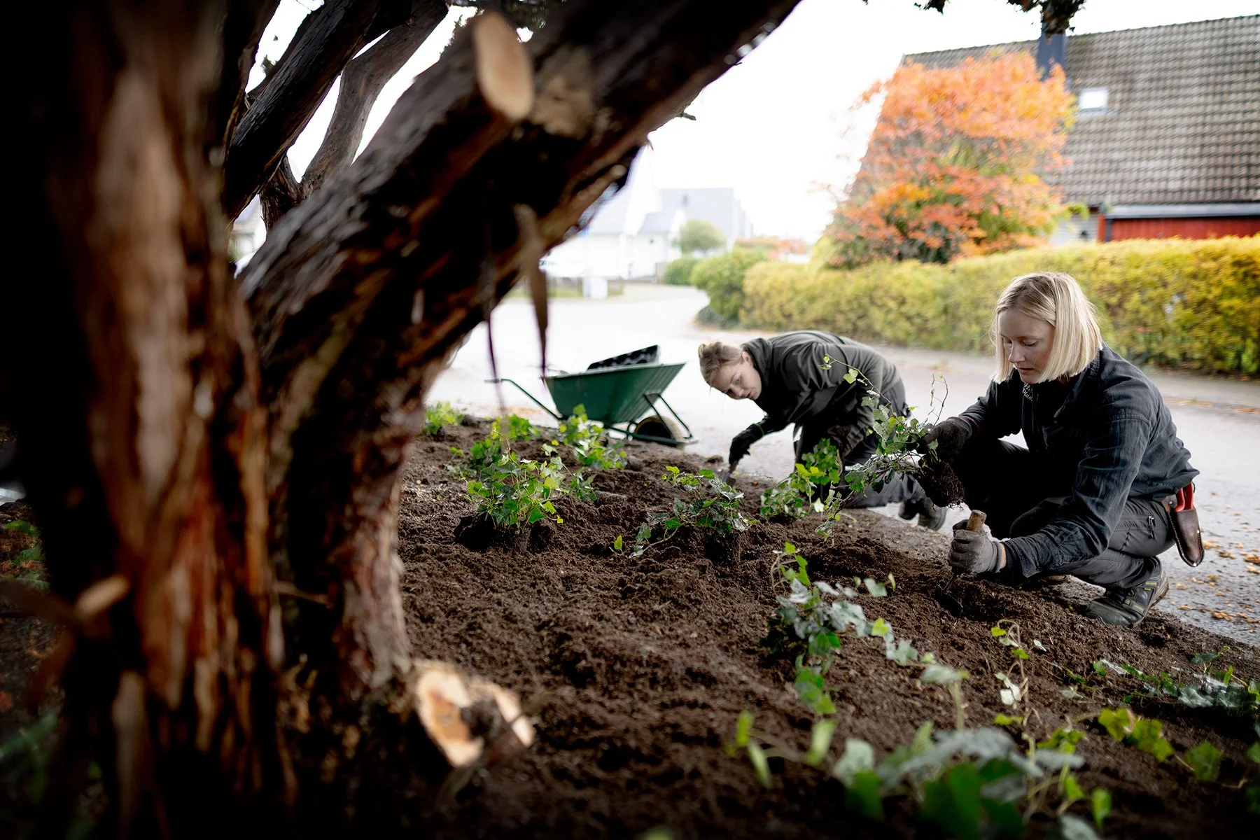 blogg-261021-horasen-plantering-24.jpg