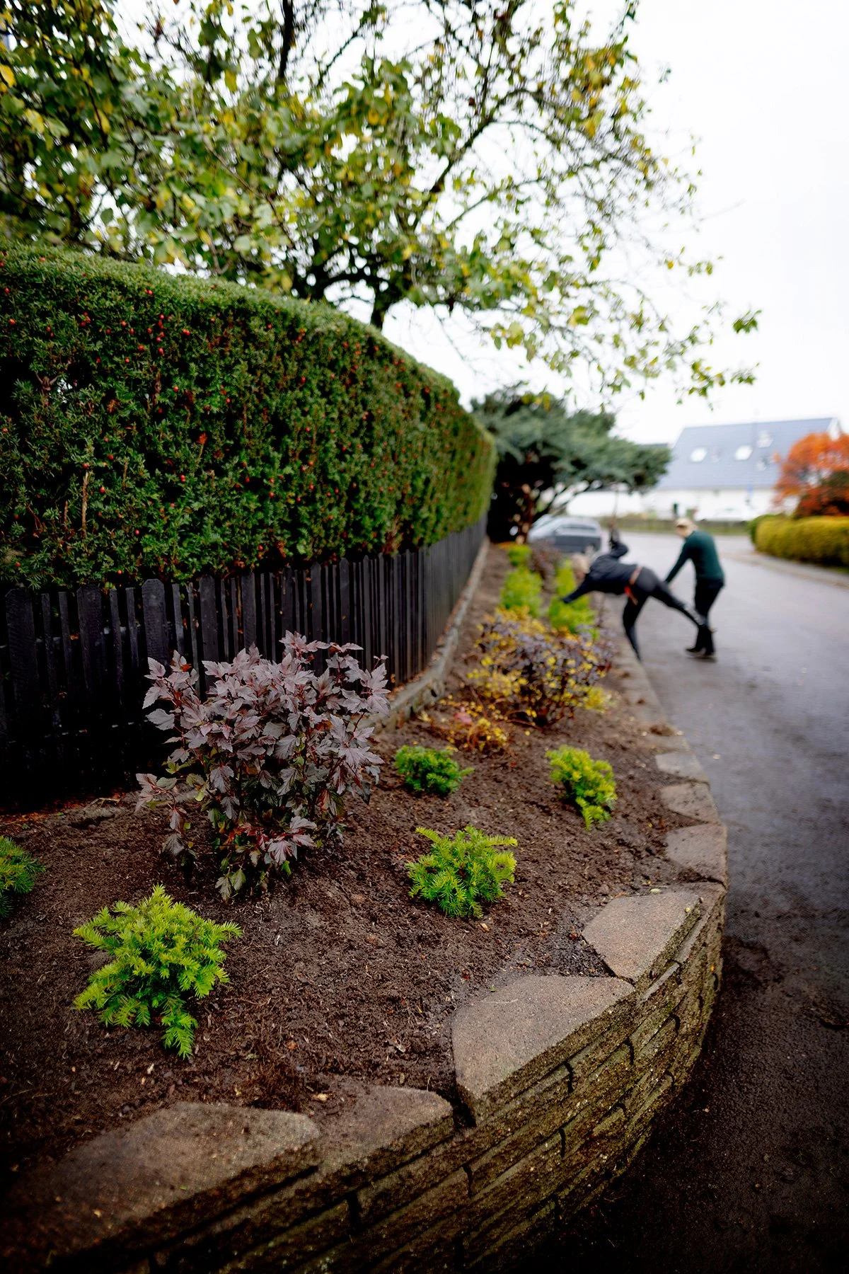 blogg-261021-horasen-plantering-26.jpg