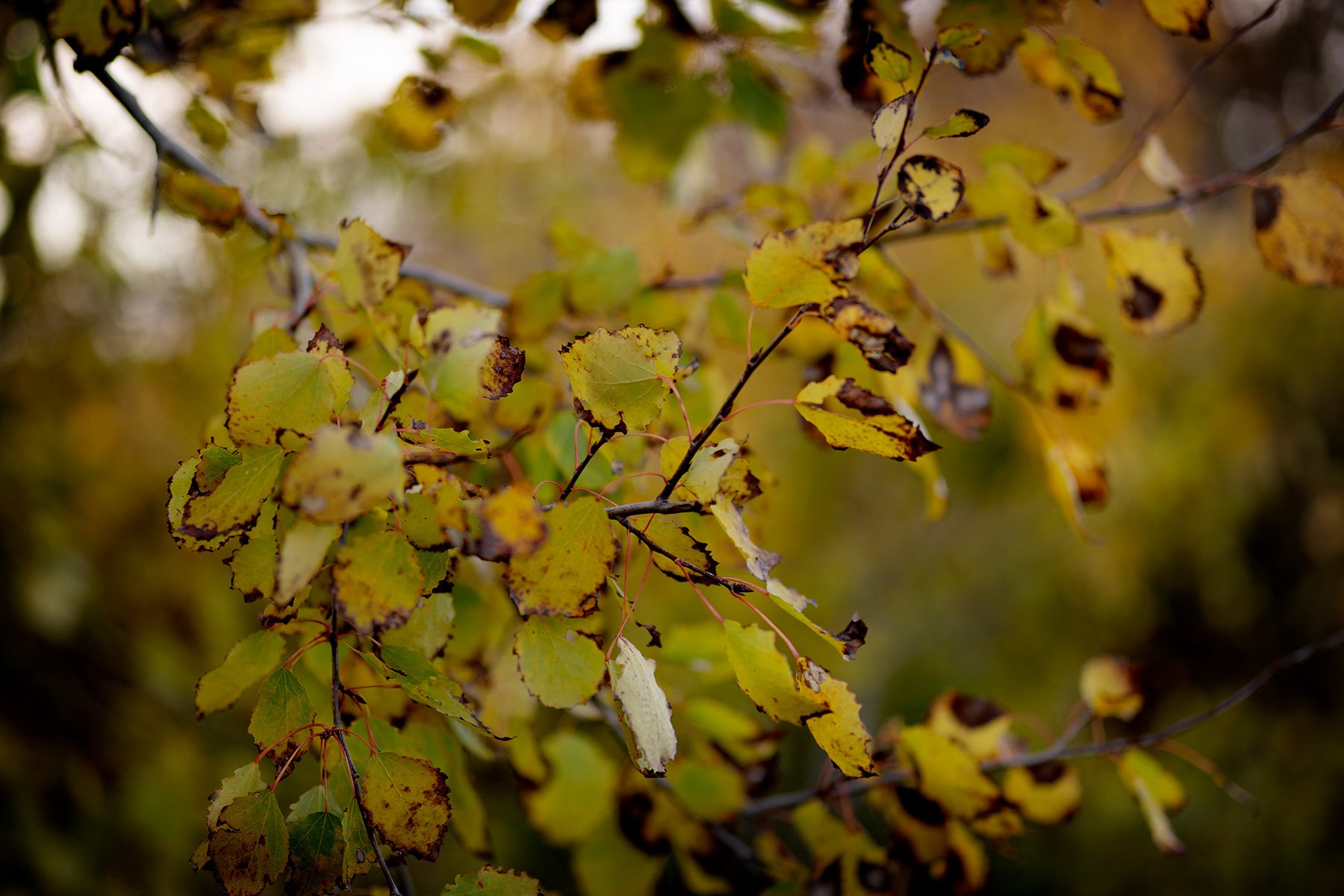blogg-261023-fyrenkvall-2.jpg