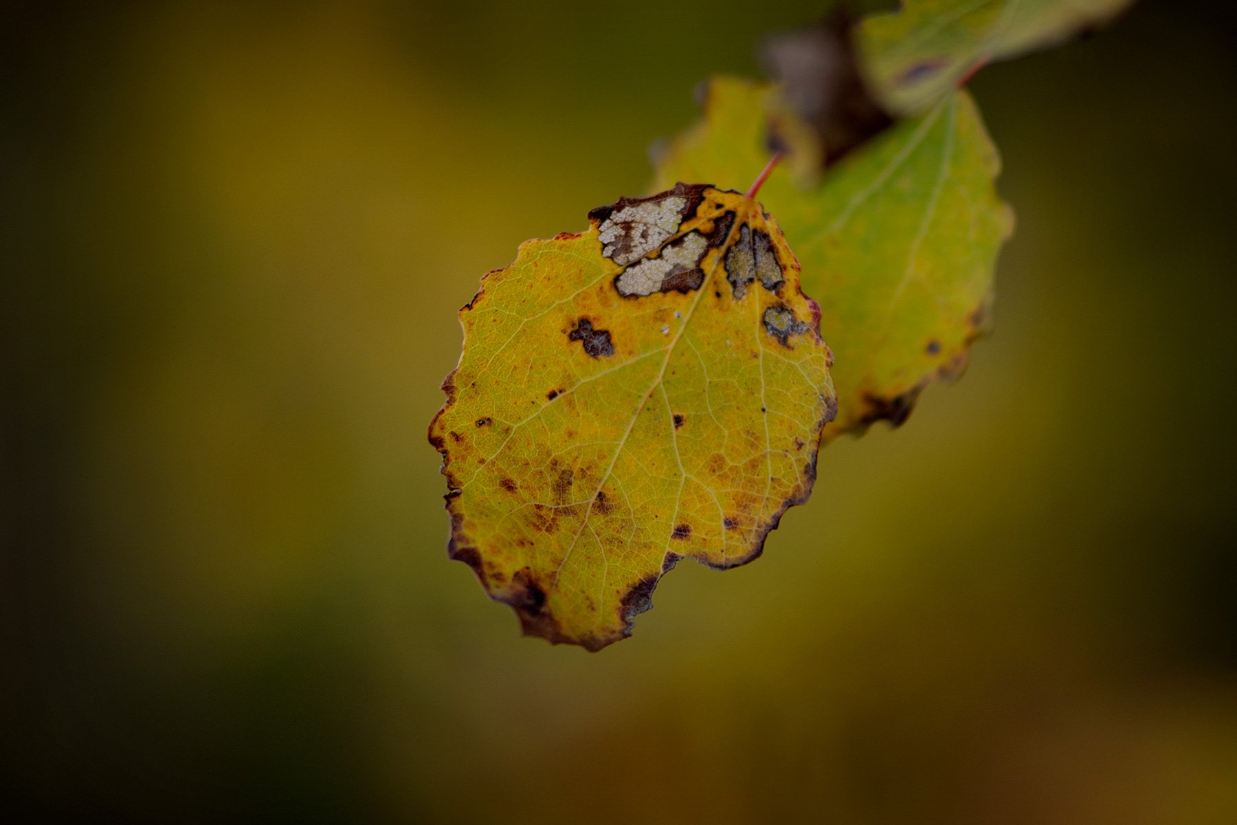 blogg-261023-fyrenkvall-4.jpg