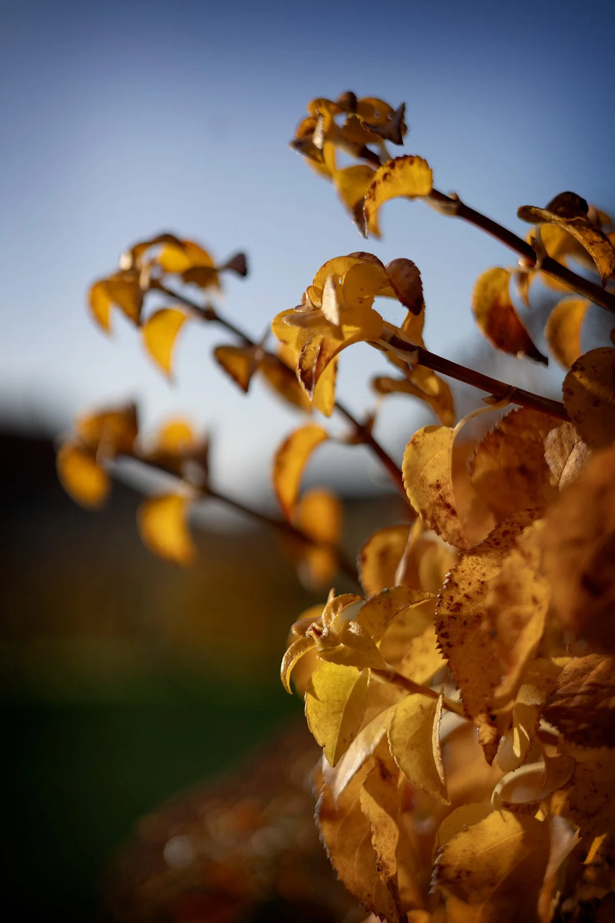 blogg-261028-tradgarden-1.jpg