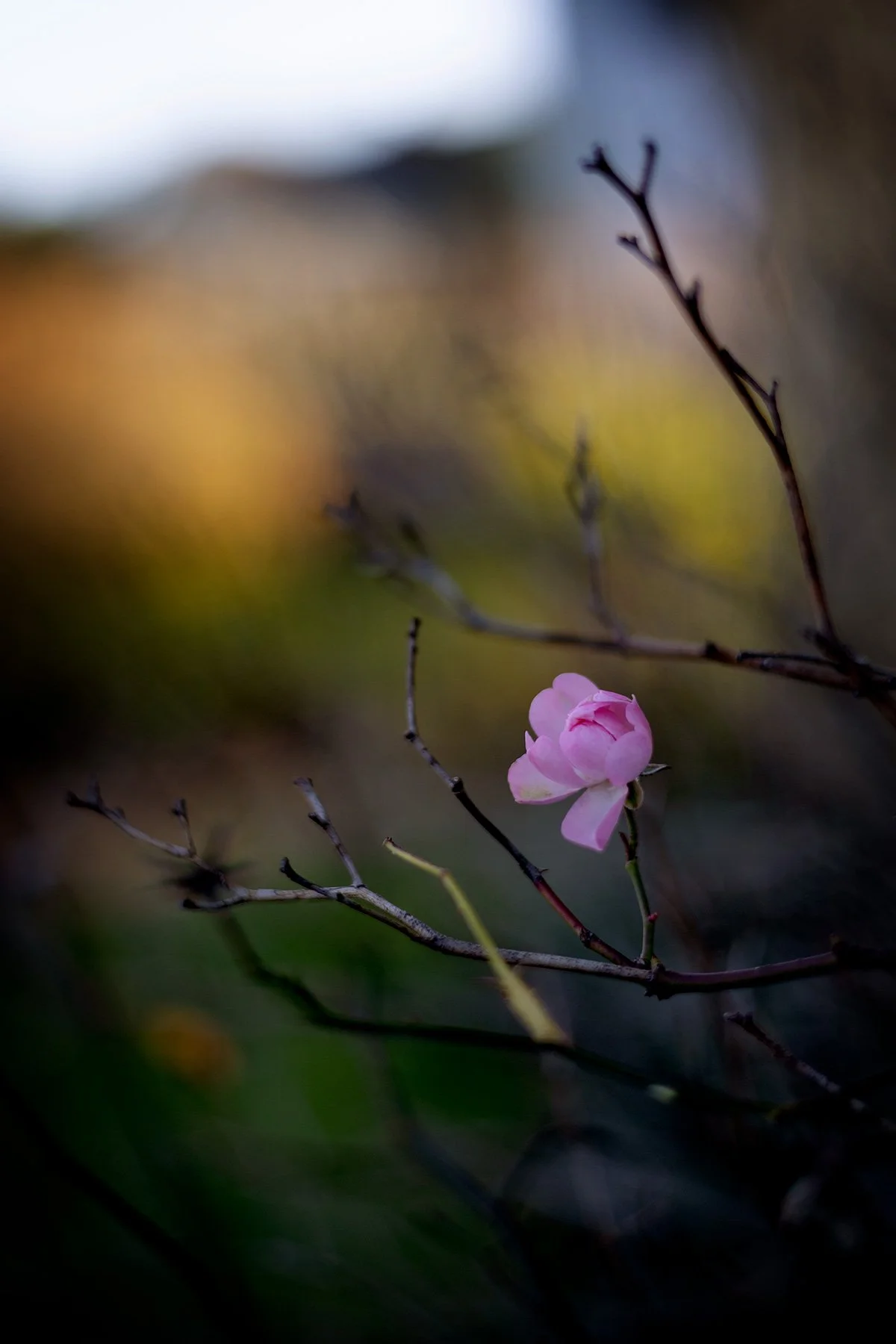 blogg-261028-tradgarden-3.jpg