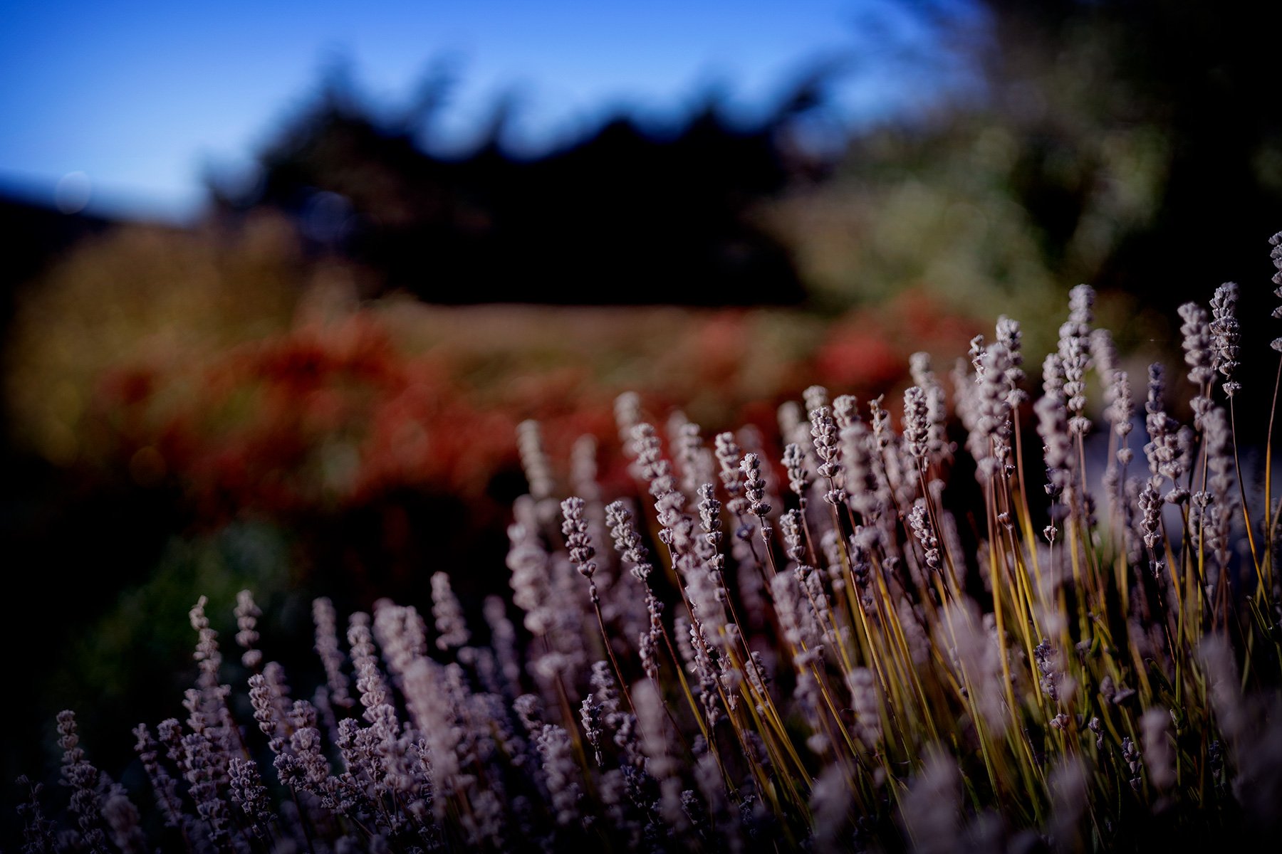 blogg-261028-tradgarden-4.jpg