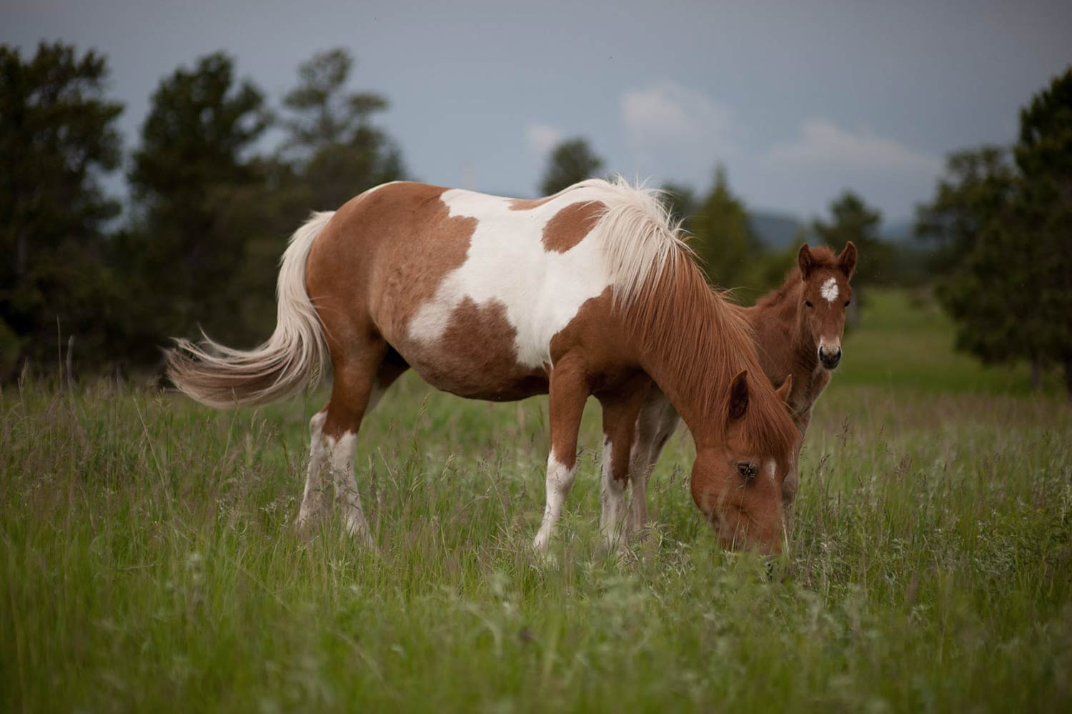 mare_and_foal_s_l.jpg