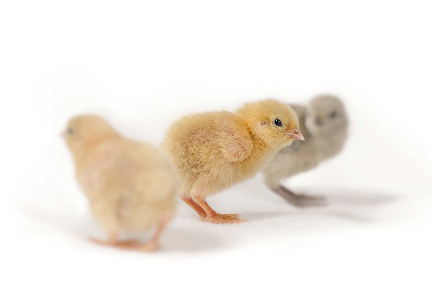 quail_s_l.jpg