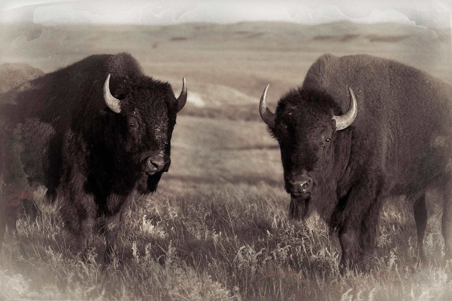 bison_bulls_s_l.jpg