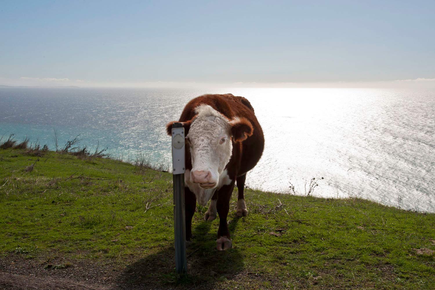 highway_1_cow_s_l.jpg