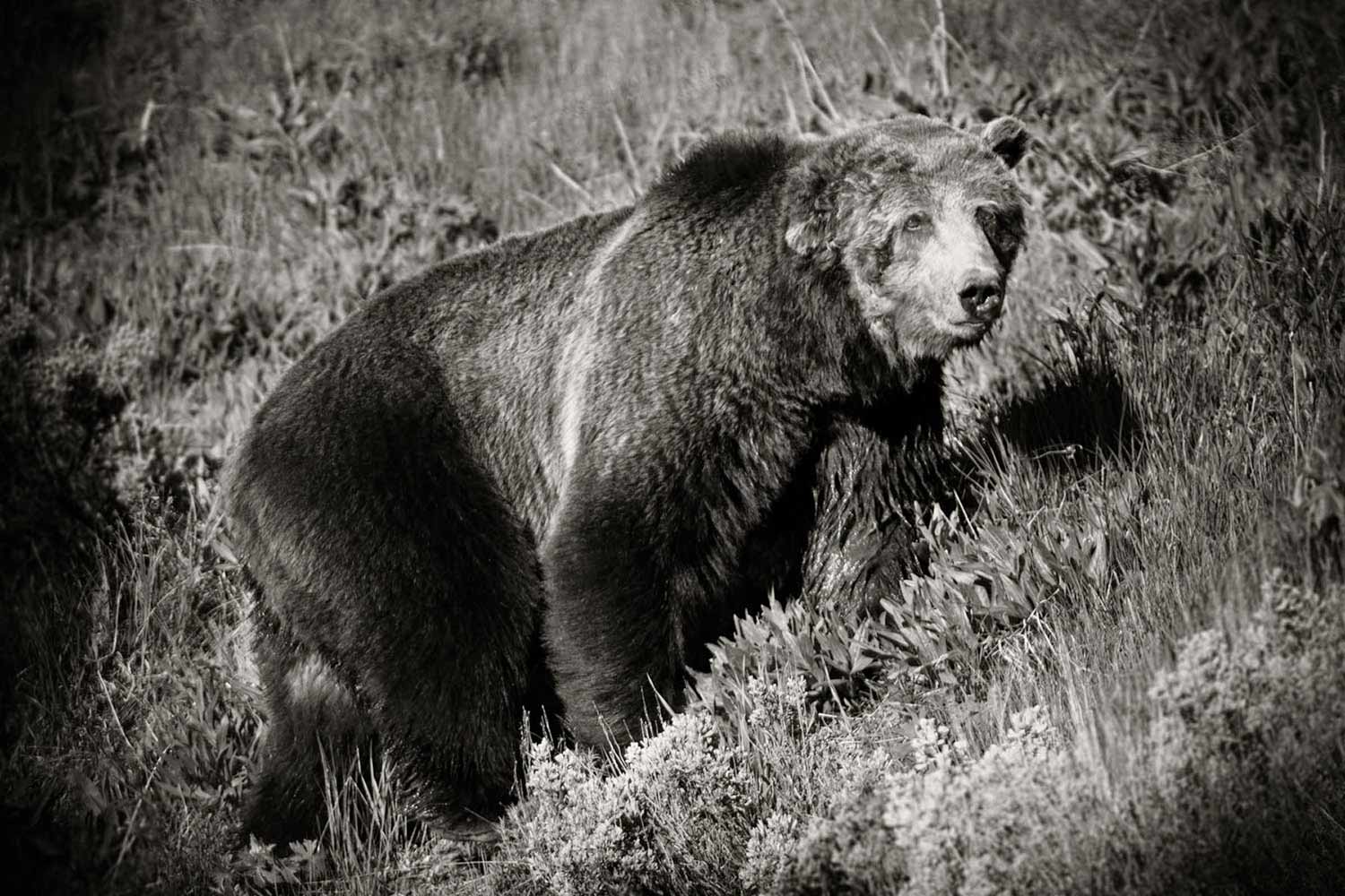 grizzly_s_l.jpg