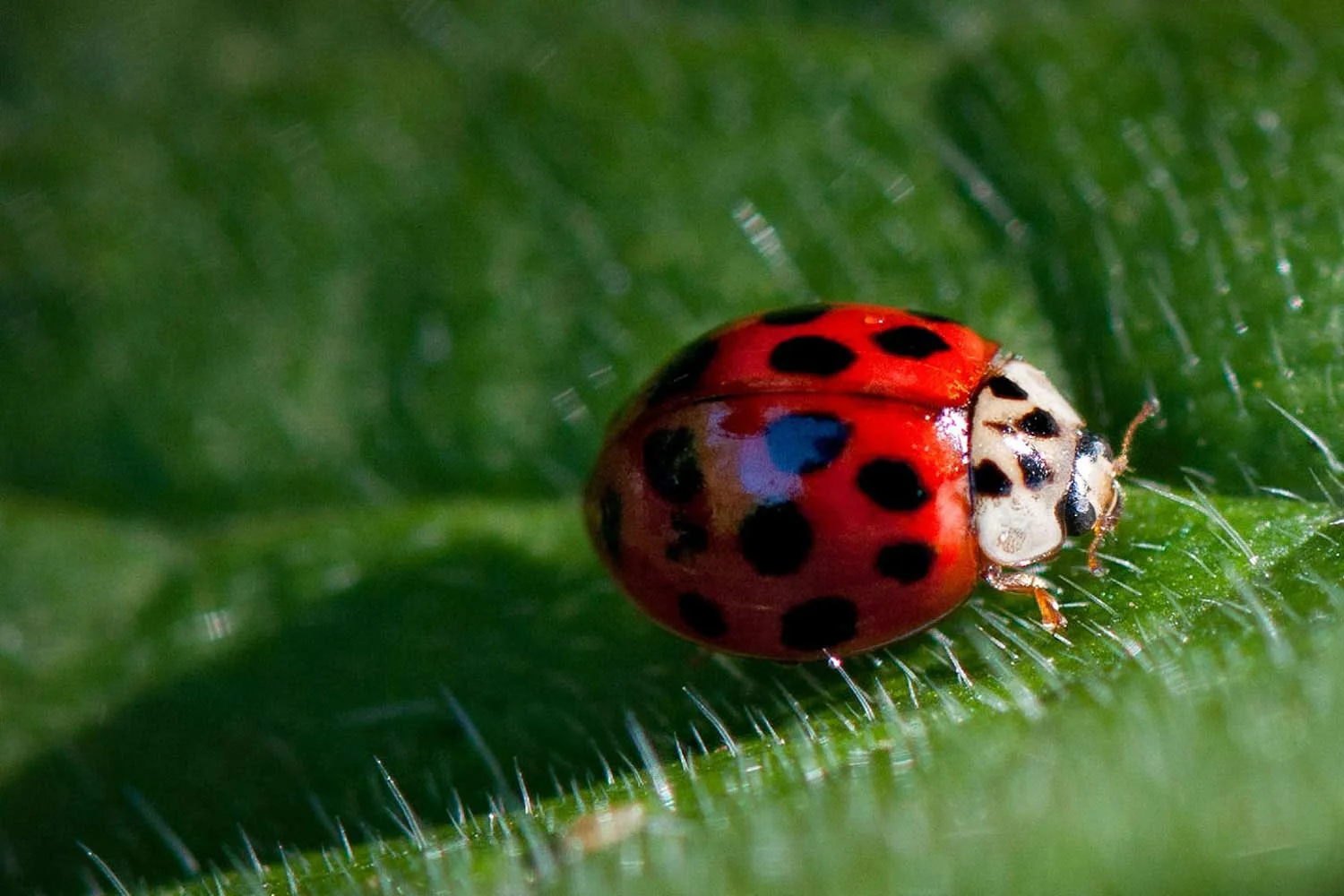 ladybug_s2_l.jpg