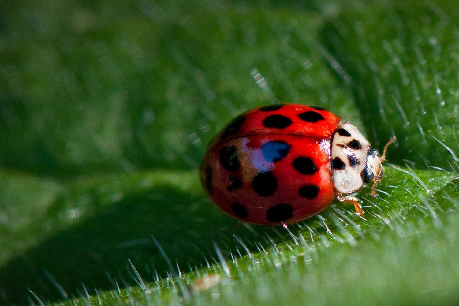 ladybug_s2_l.jpg