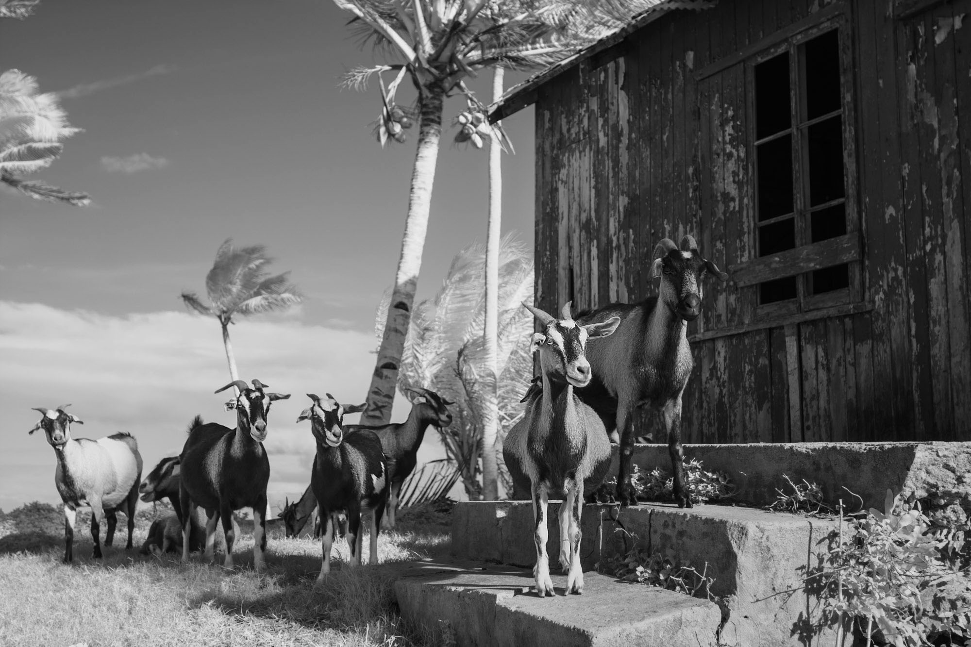 fiji_goats.jpg