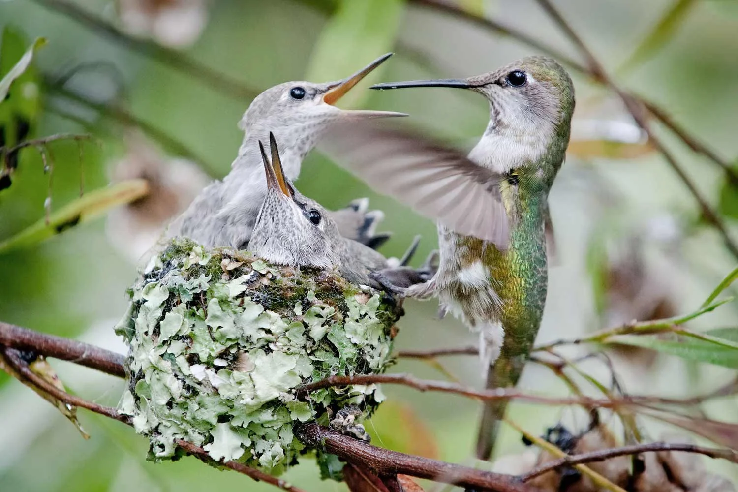 nesting_hummingbird_7_s_l.jpg