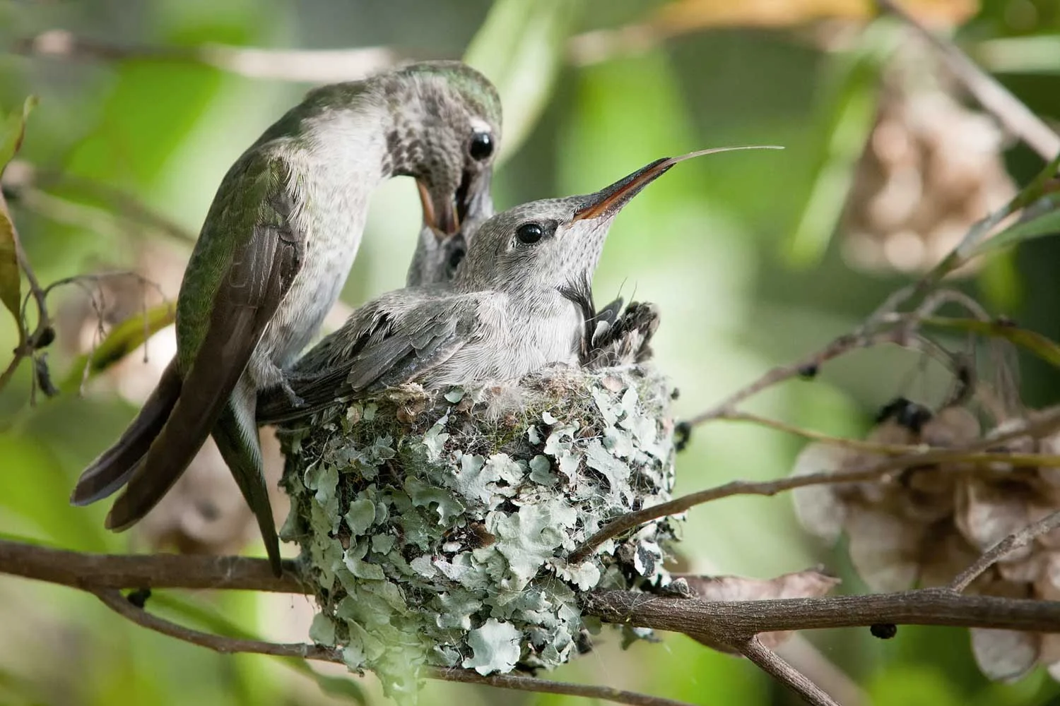nesting_hummingbird_4_s_l.jpg