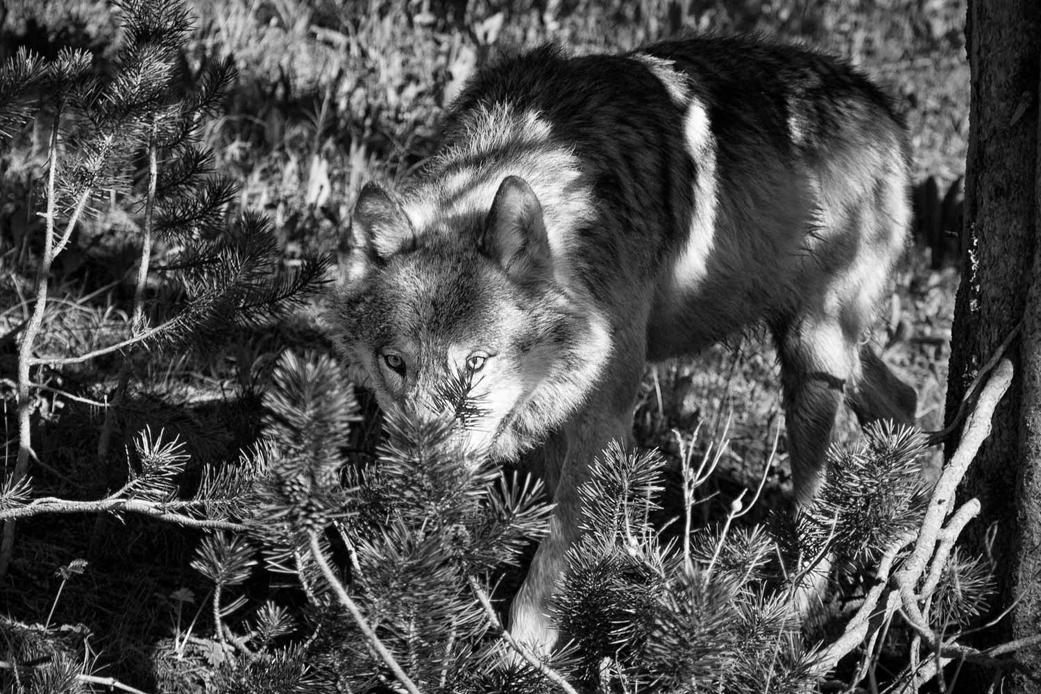 Wolf_stare-2_l_s.jpg